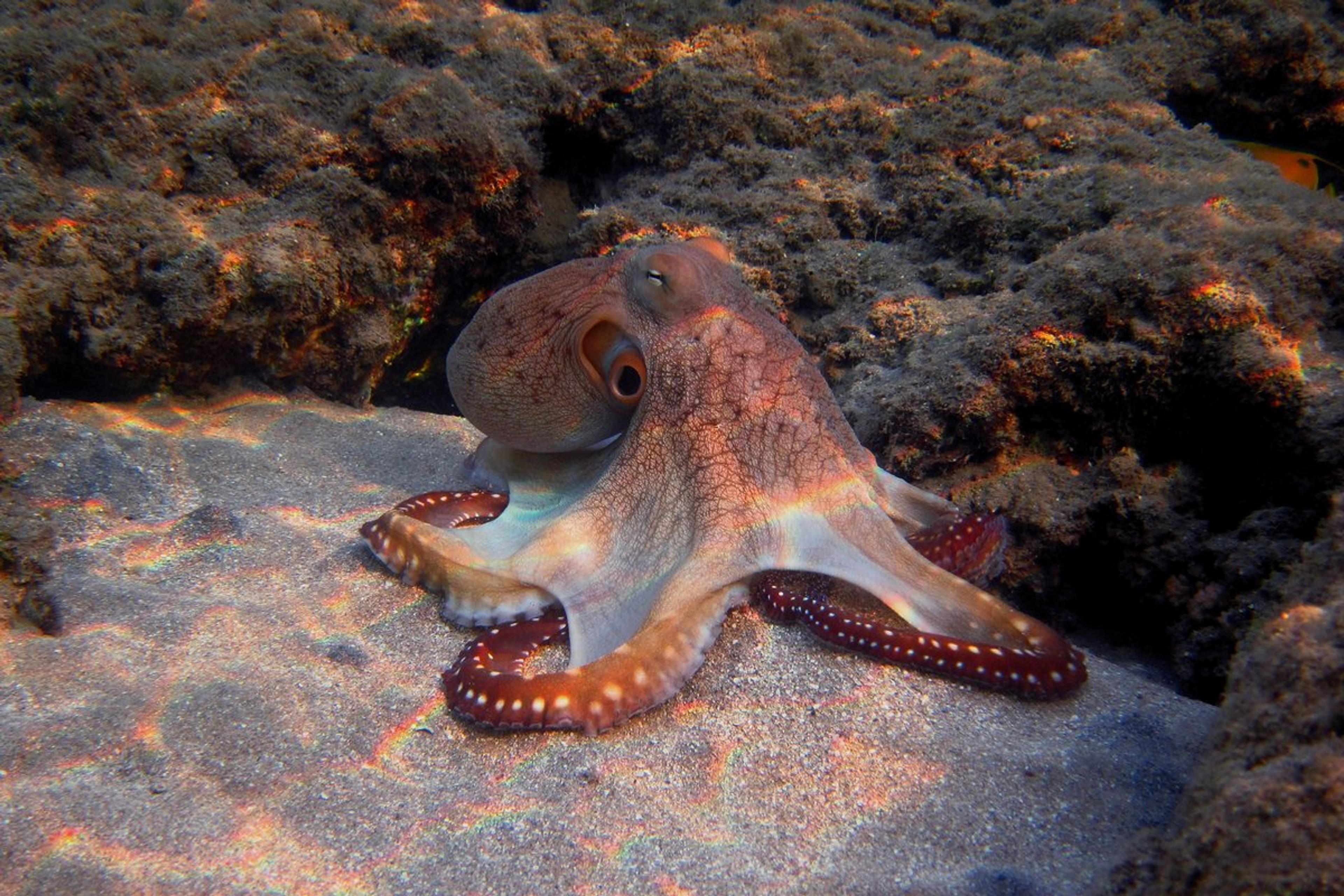 A red octopus on the sand