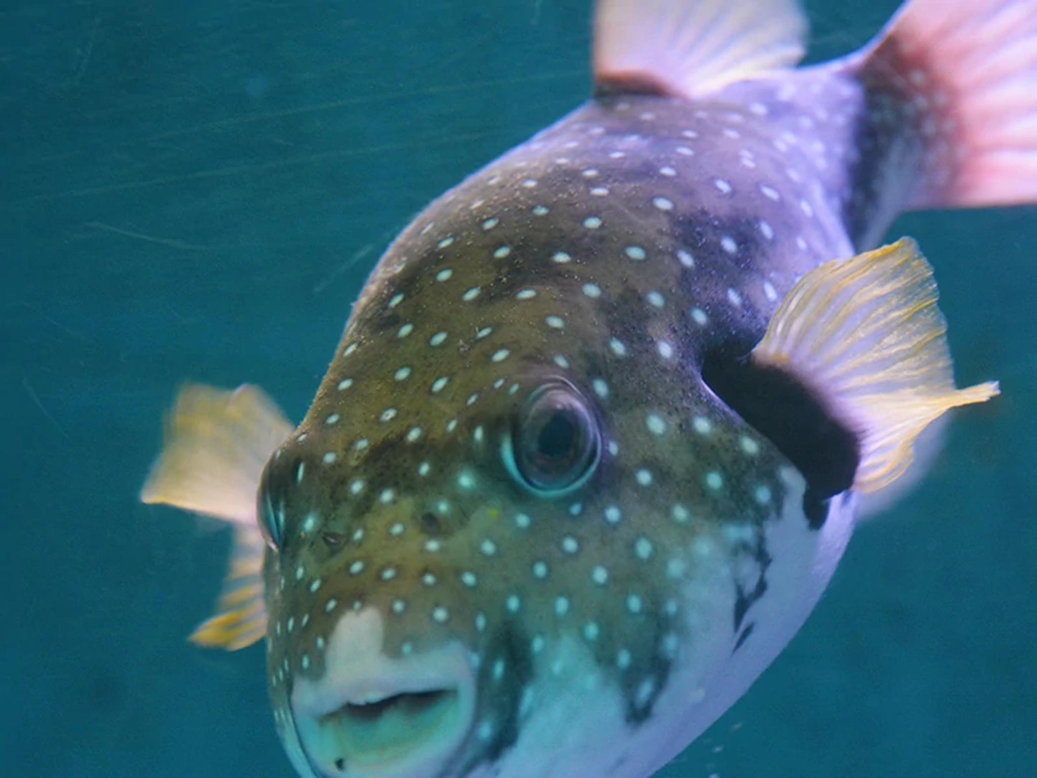 Reef Fish