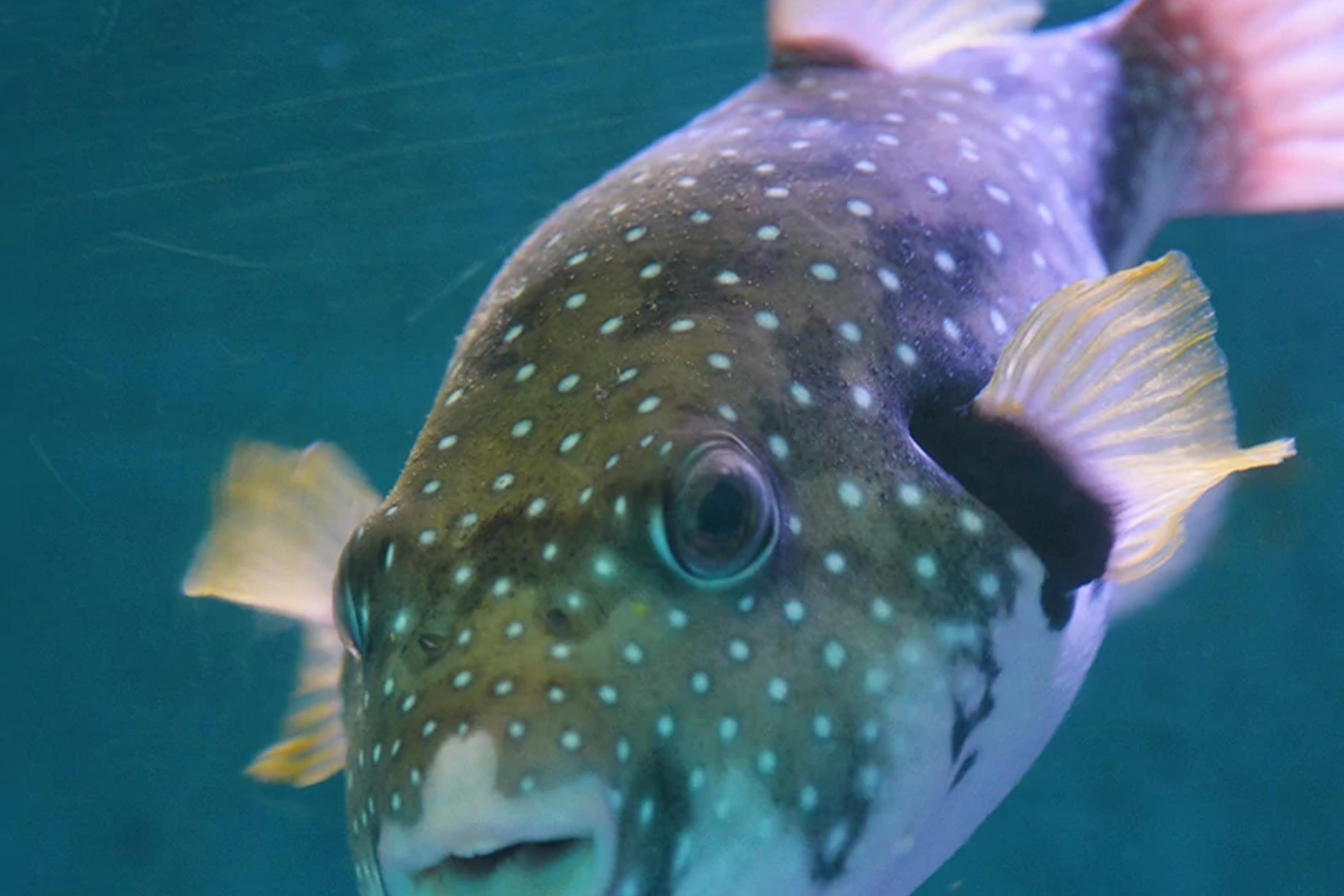 Reef Fish