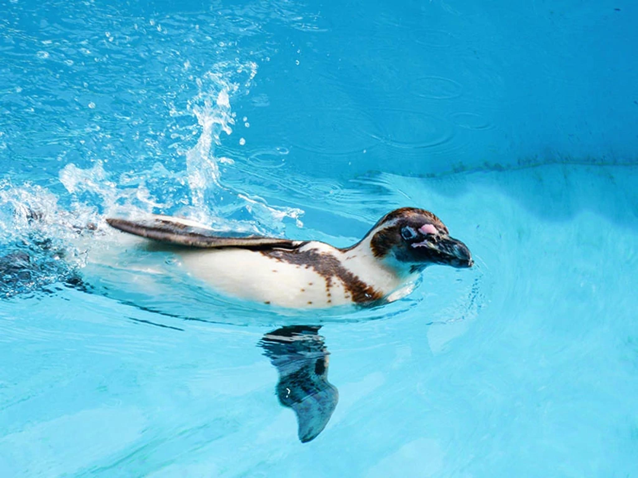 Penguin Habitat