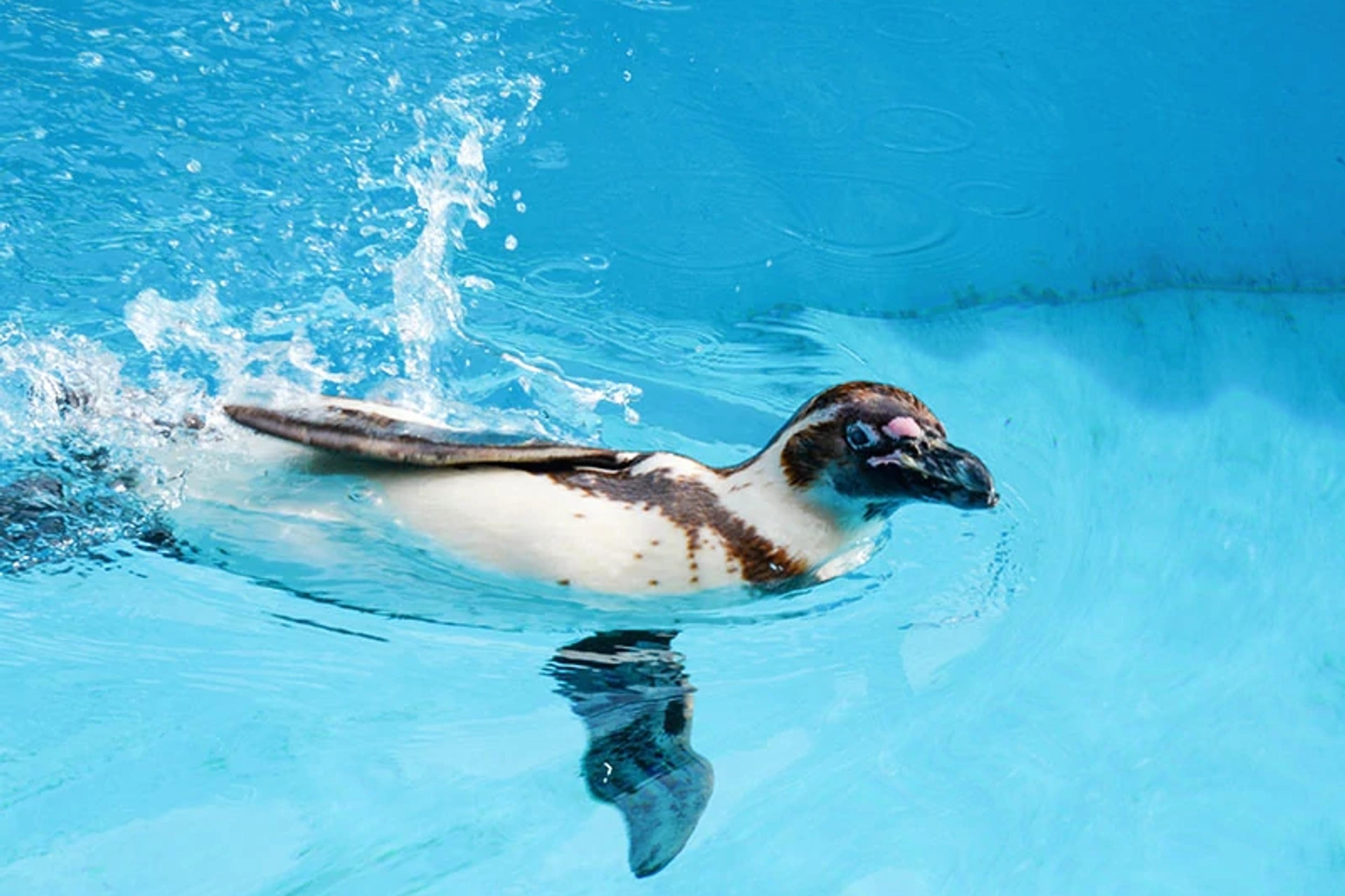 Penguin Habitat