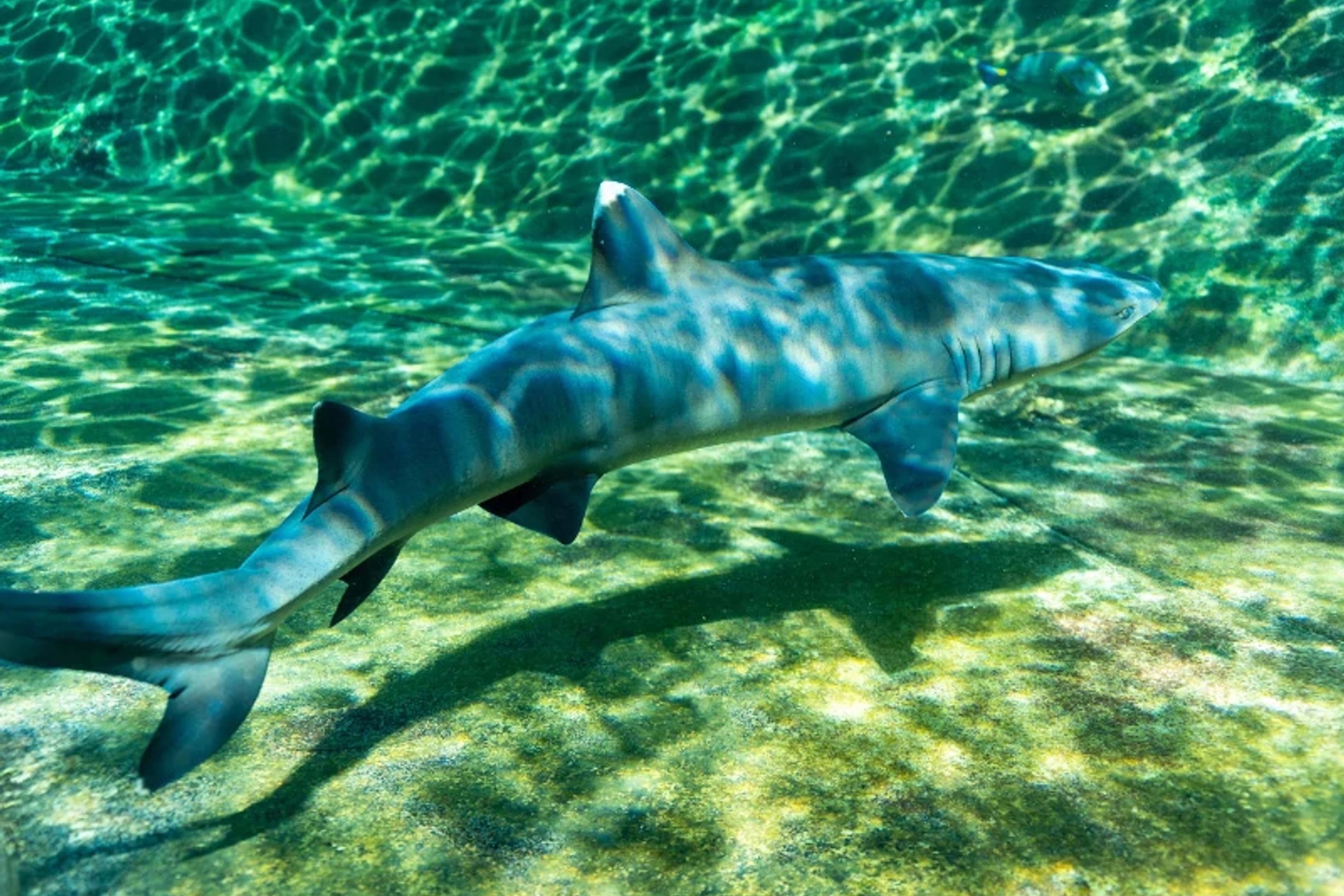 Shark Snorkel