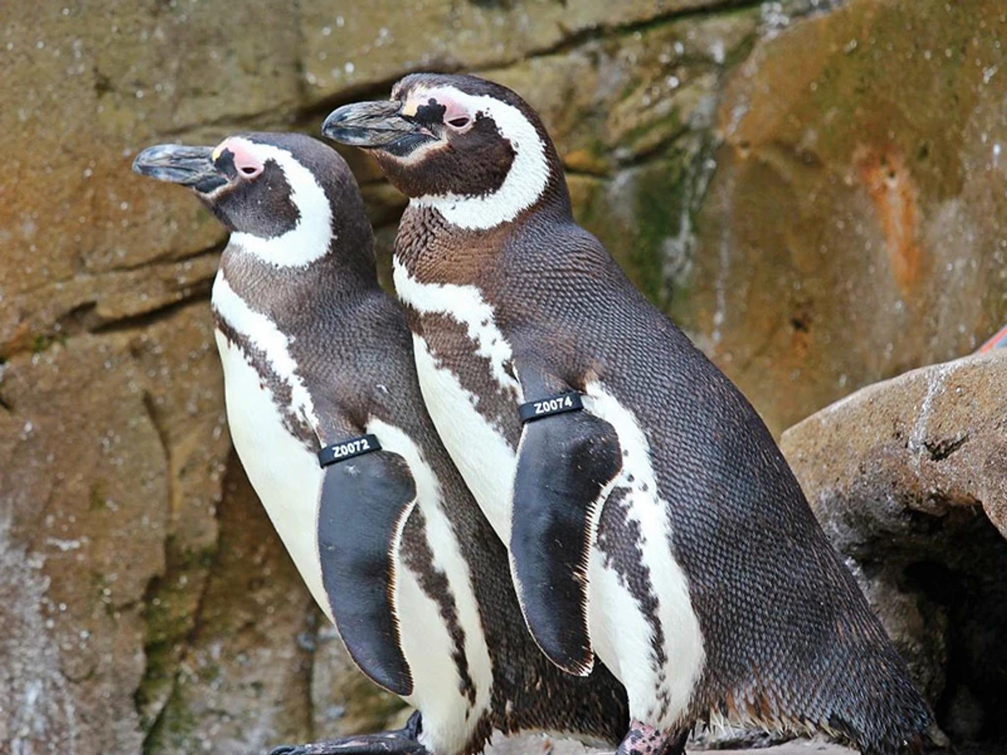 Penguins