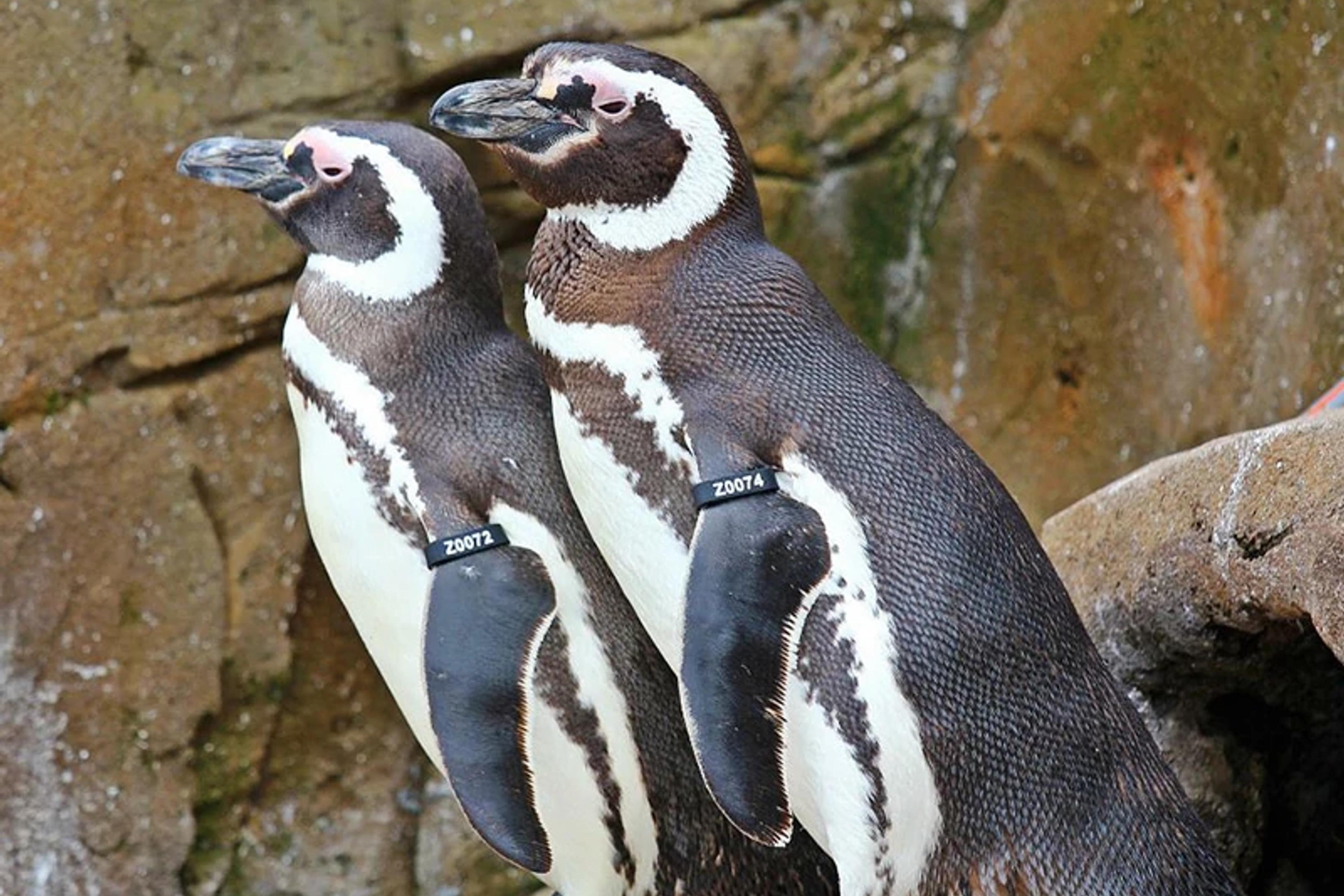 Penguins