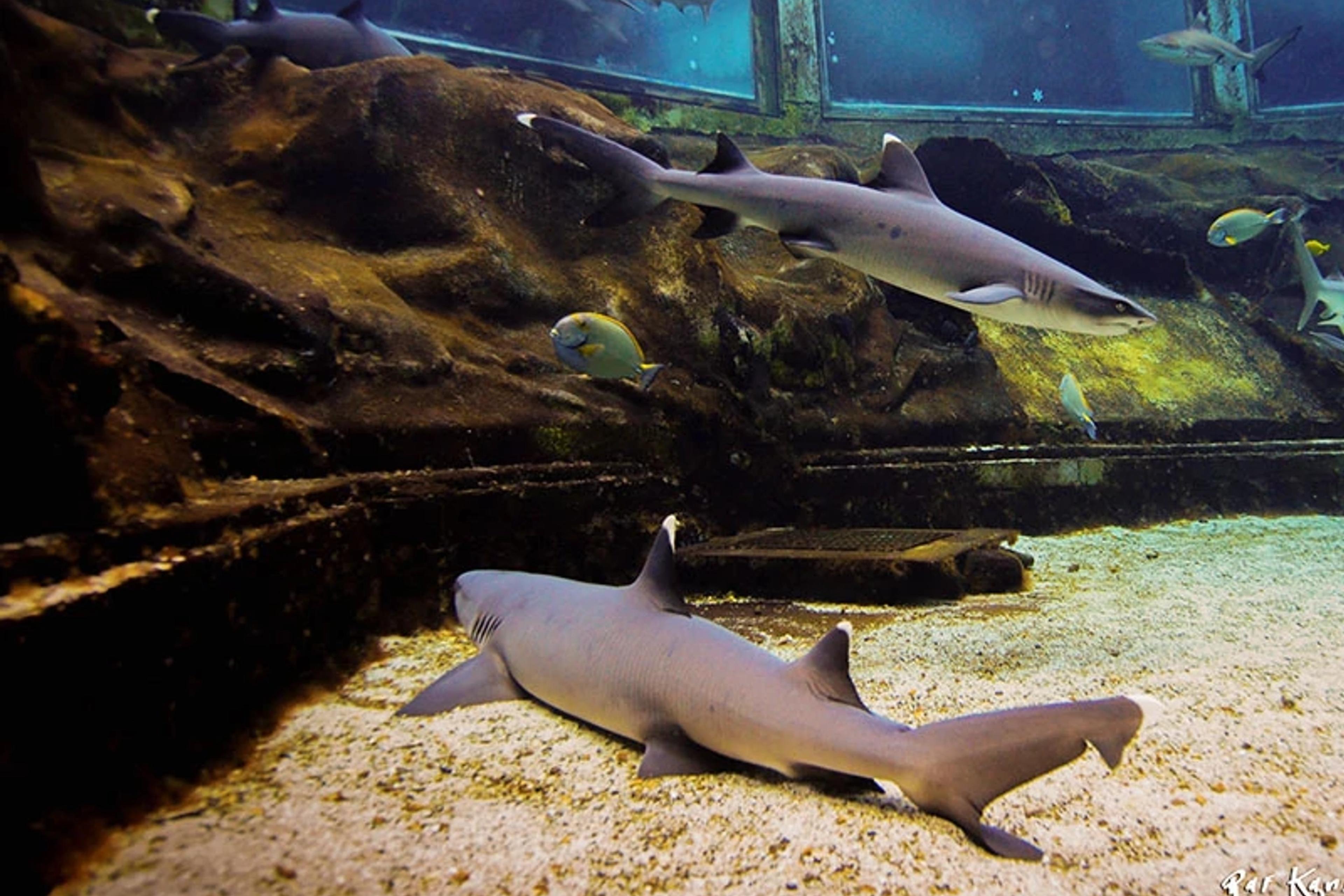 Shark