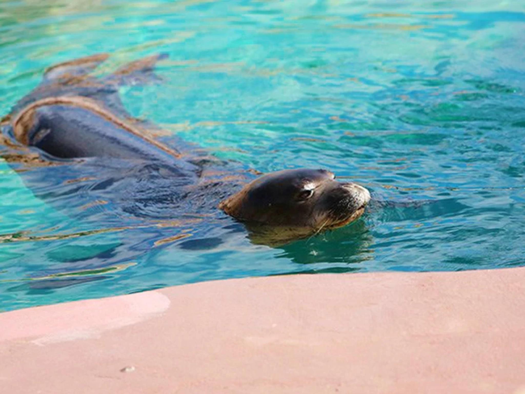 Monk Seal