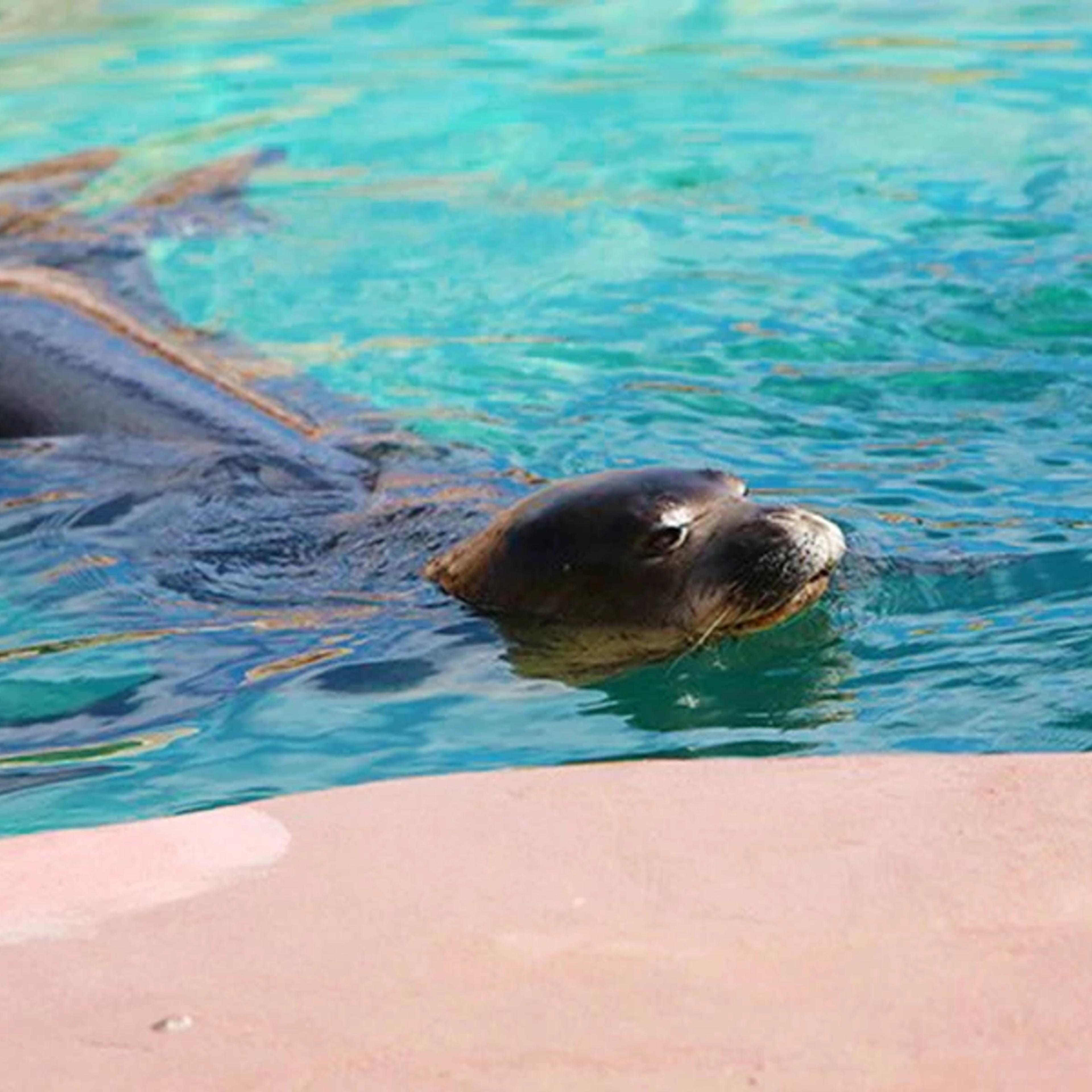Monk Seal