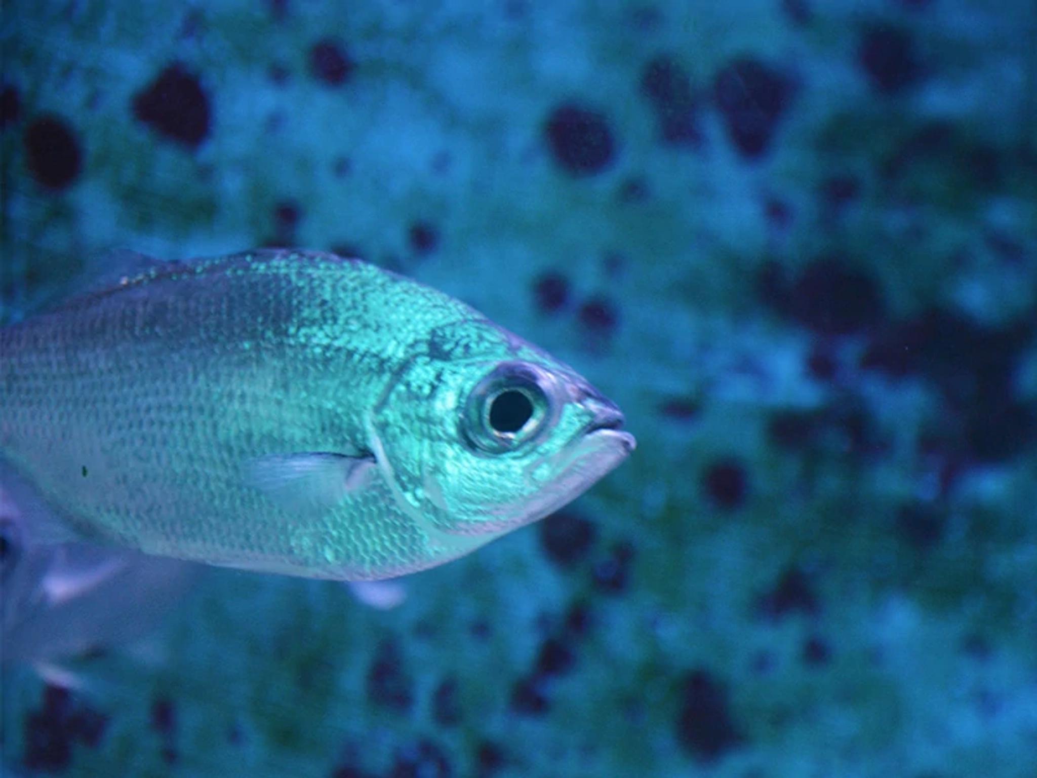 Reef Fish