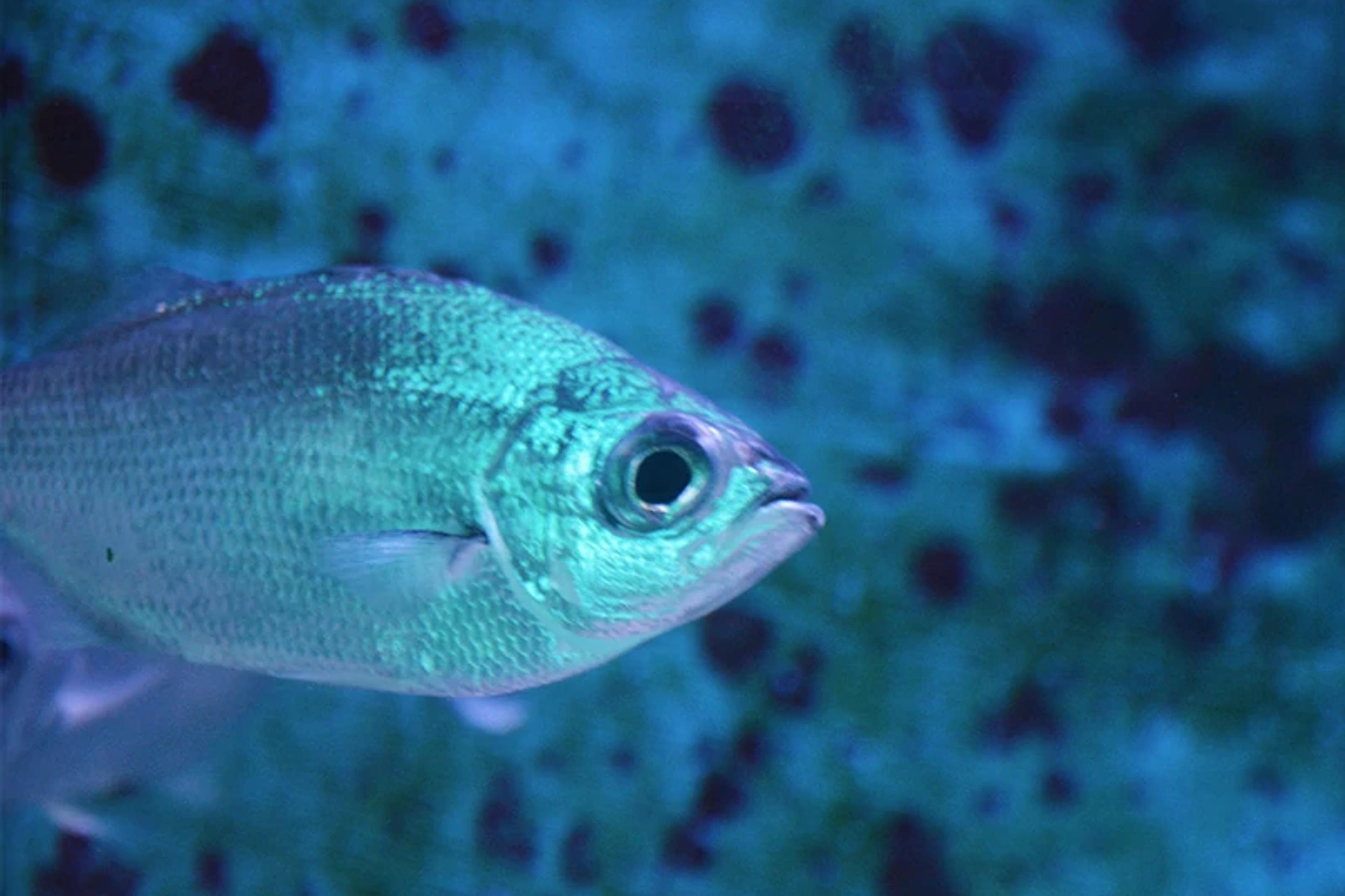 Reef Fish