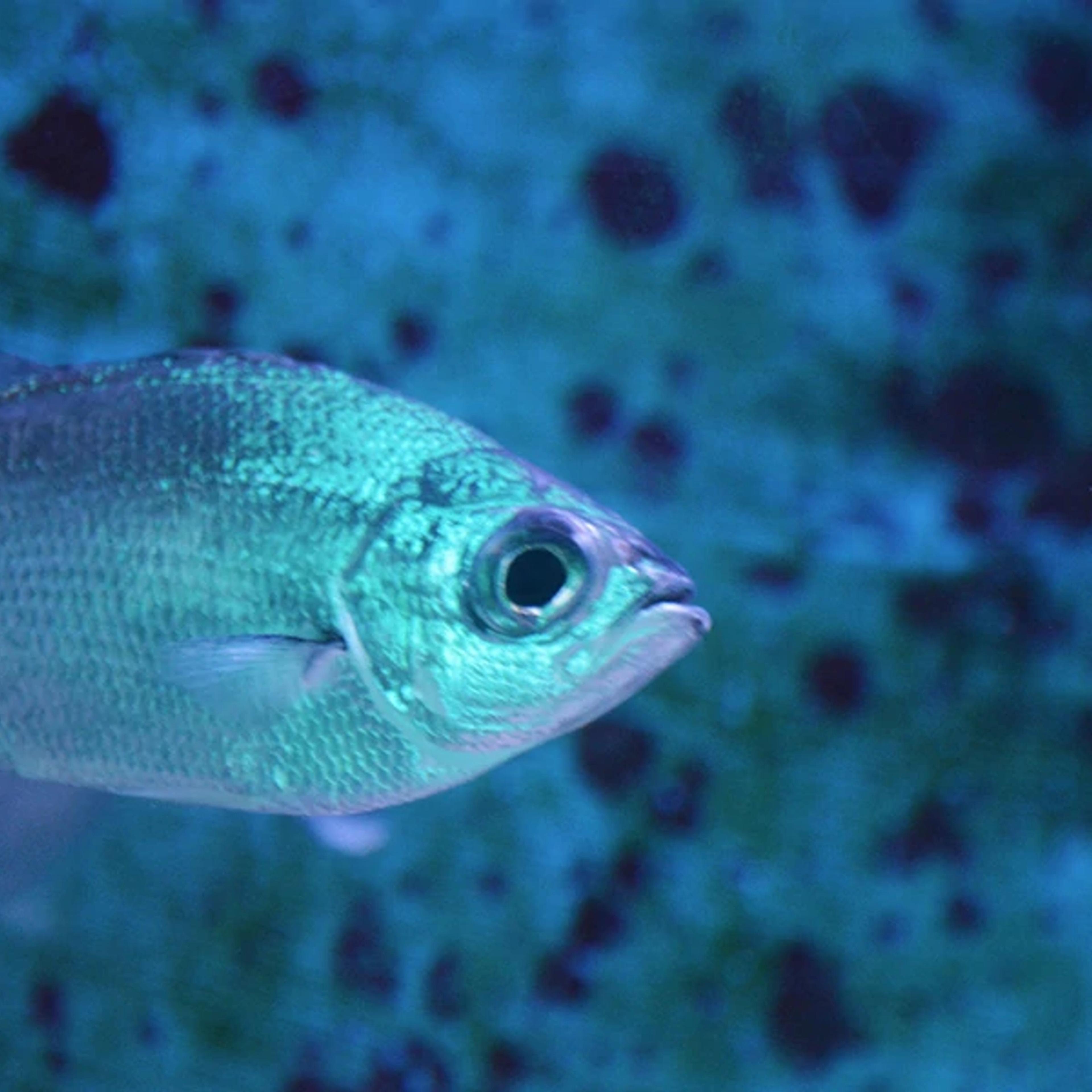Reef Fish
