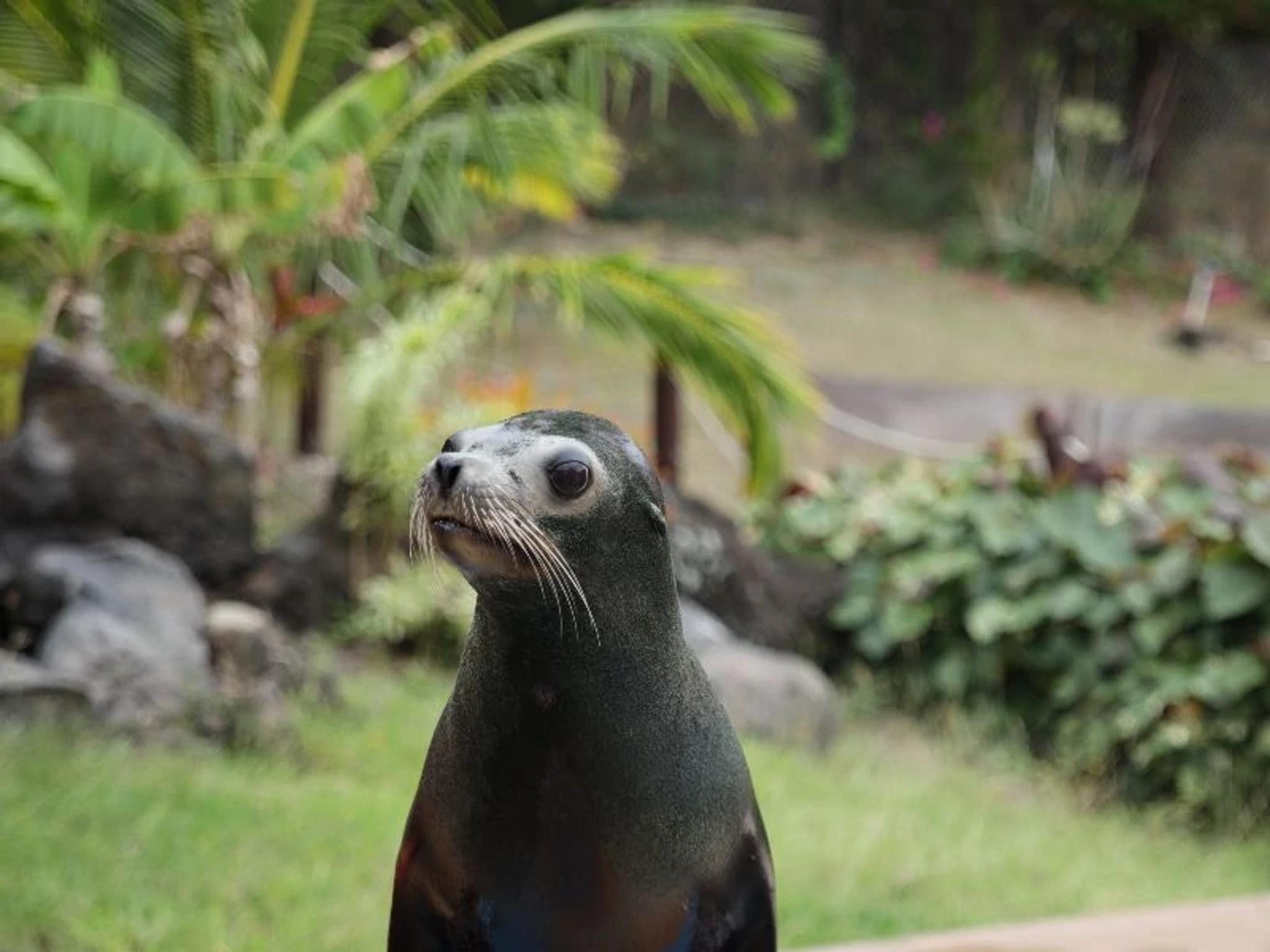 Sea Lion Habitat