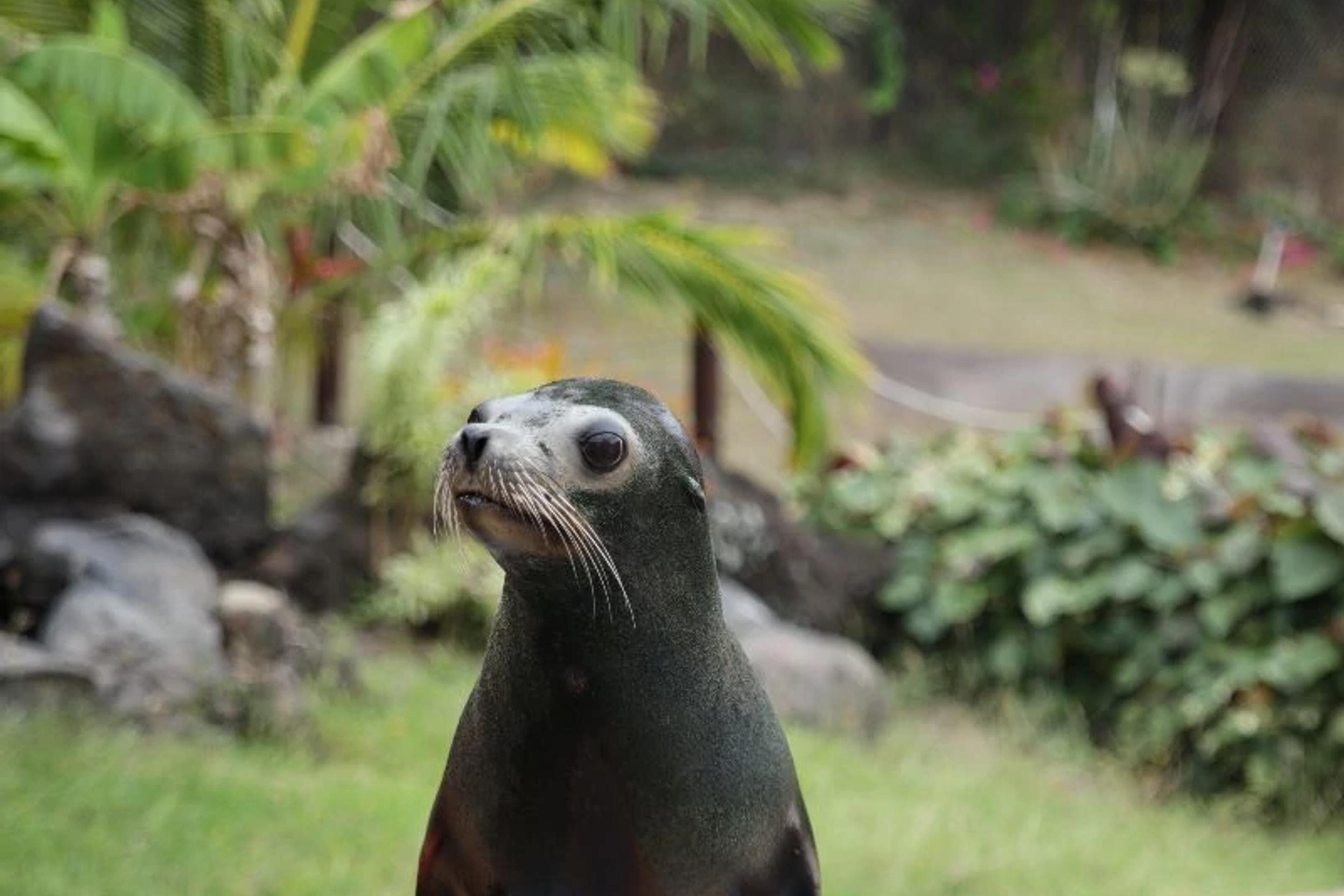 Sea Lion Habitat