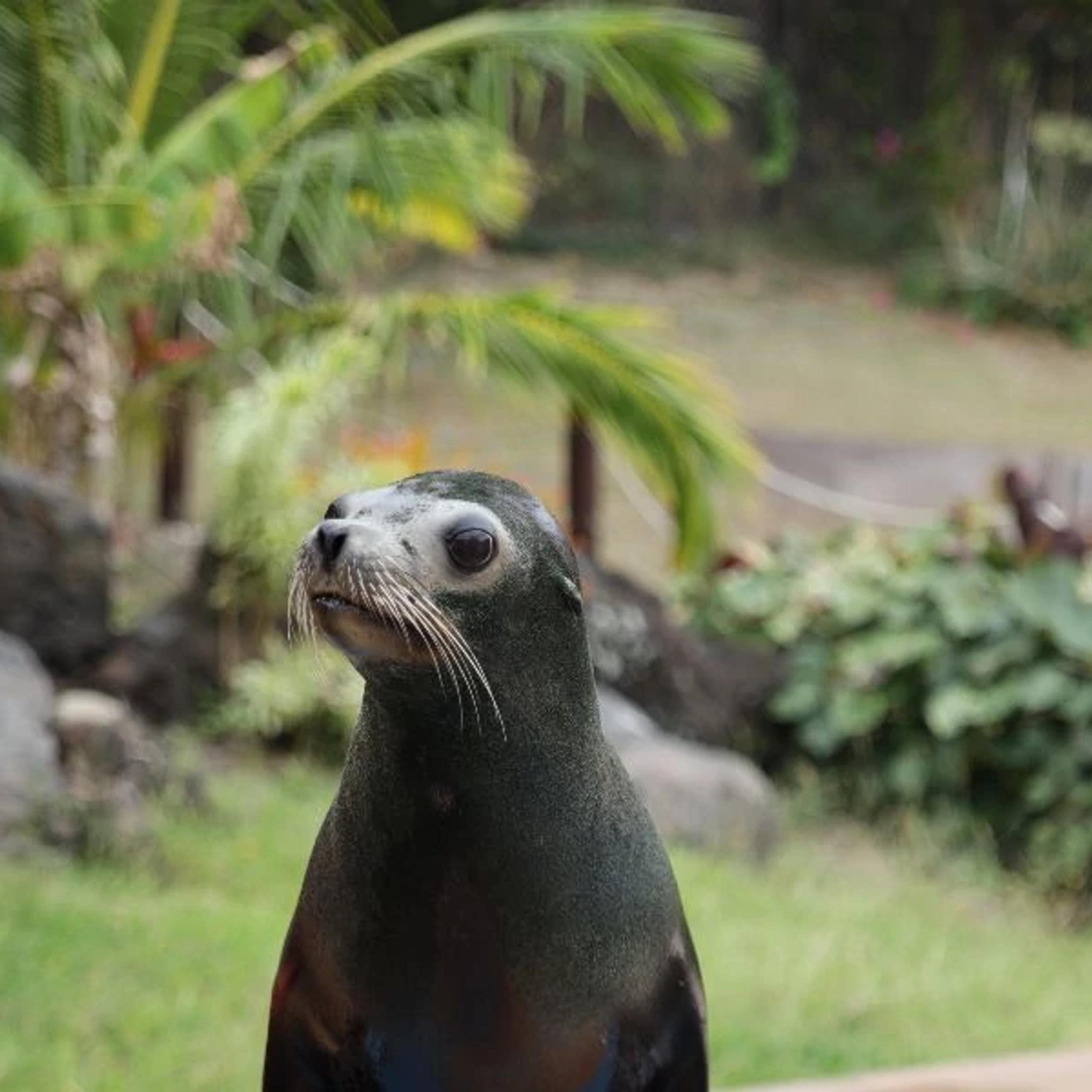 Sea Lion Habitat