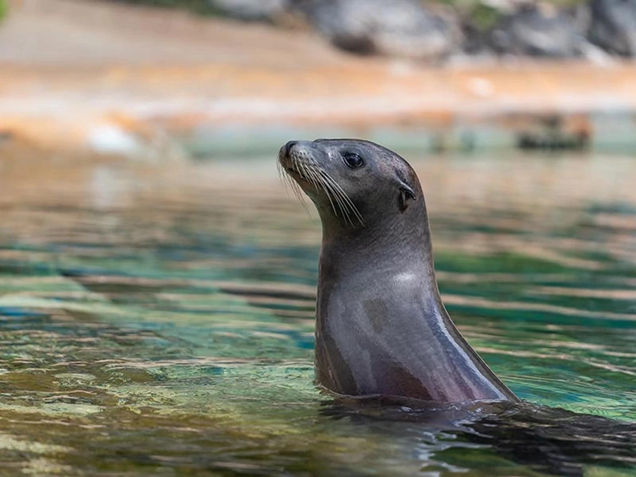 California Sea Lions