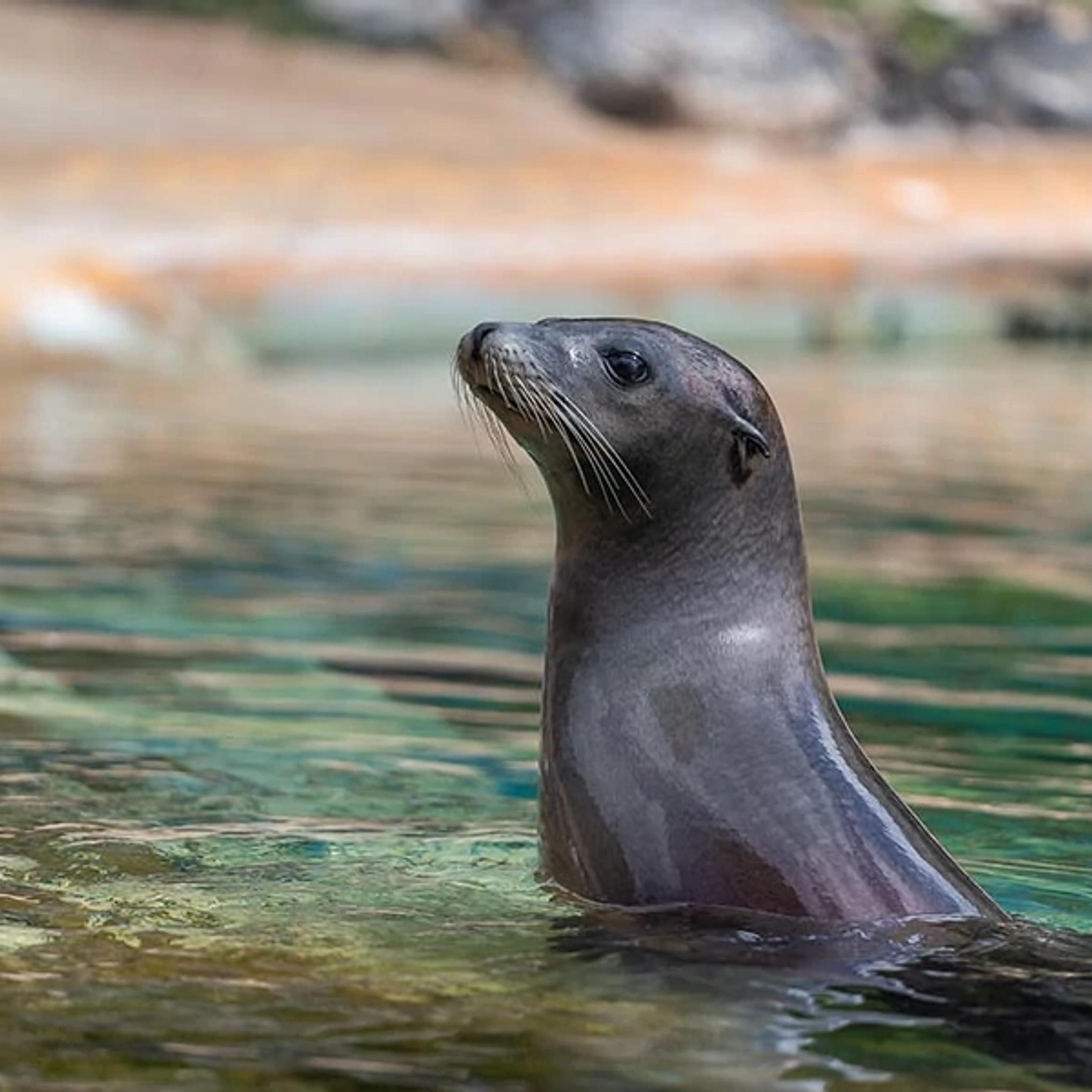 California Sea Lions