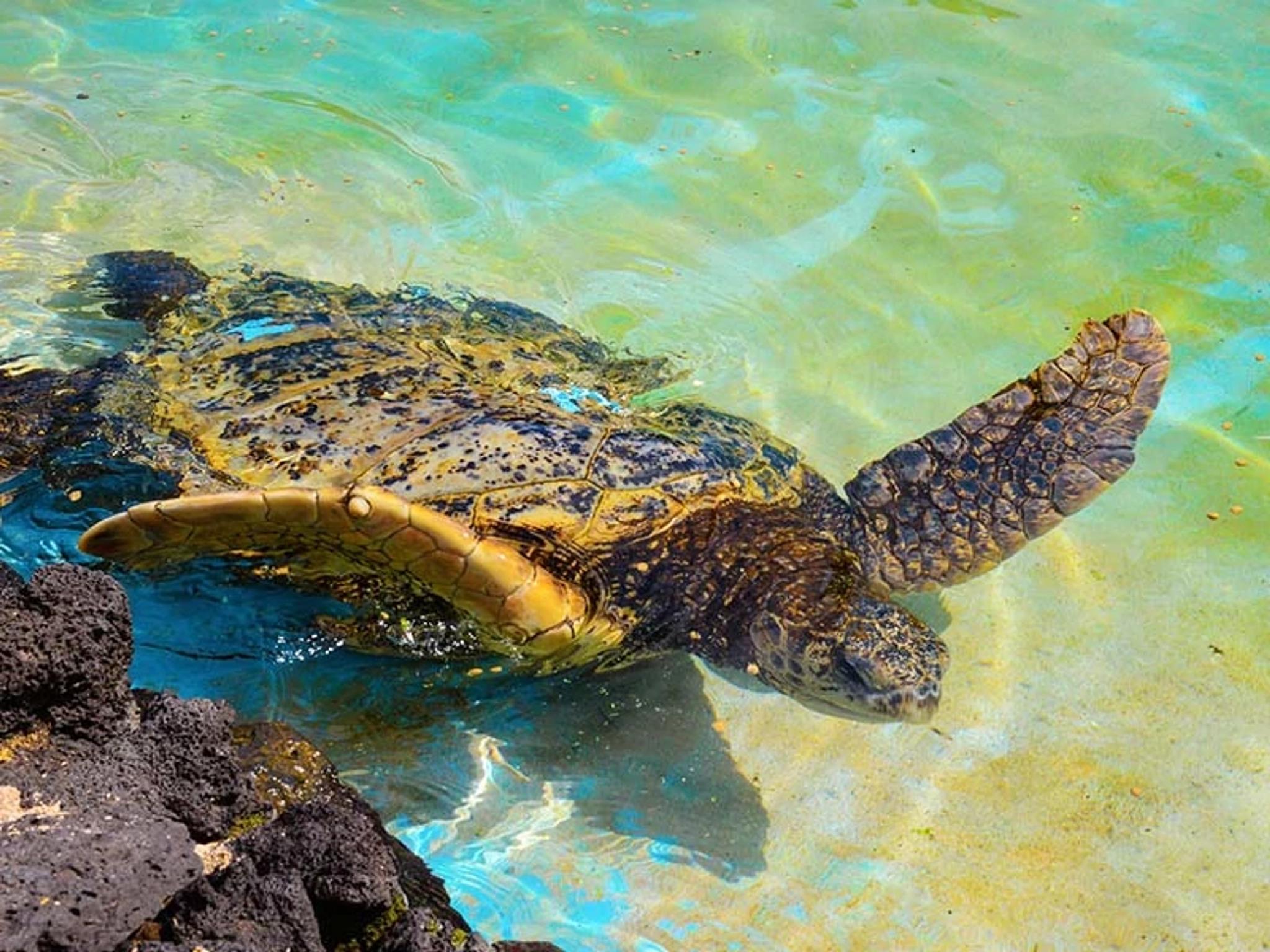 Honu Turtle Feeding & Talk Story