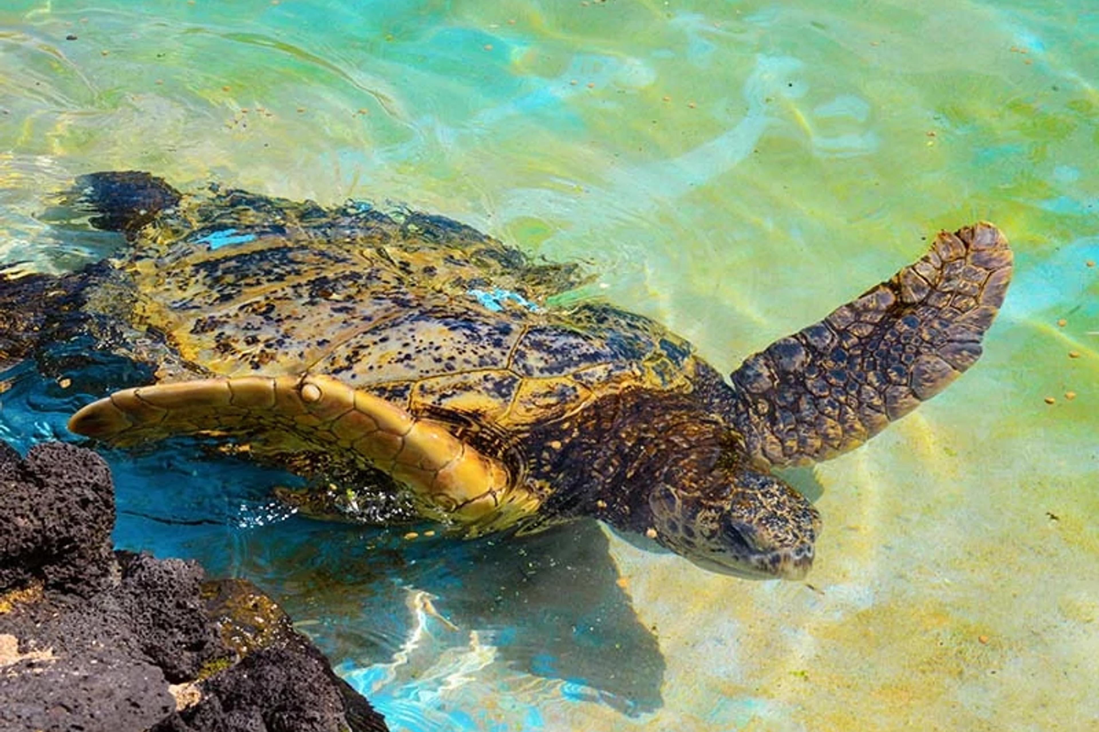 Honu Turtle Feeding & Talk Story