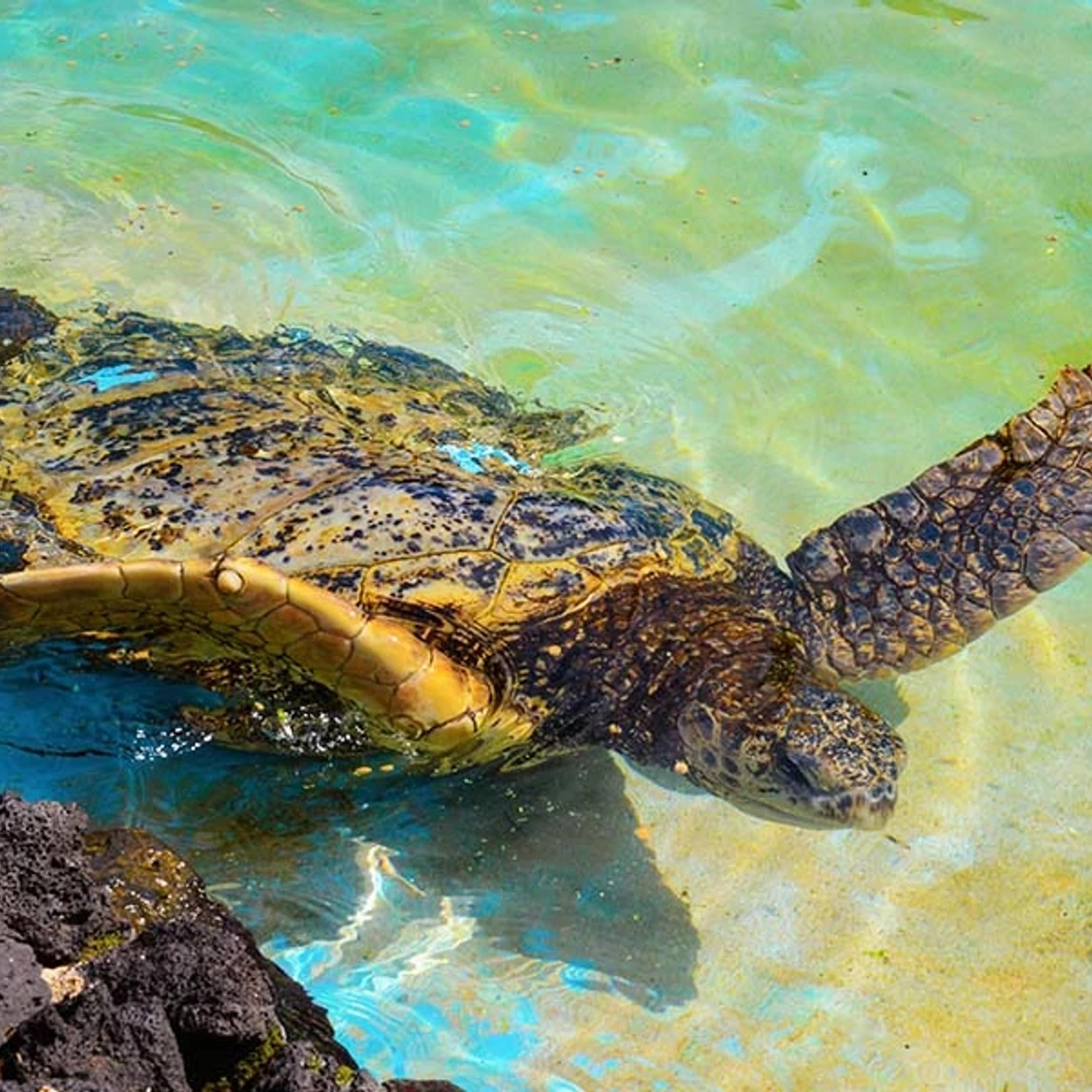 Honu Green Sea Turtles