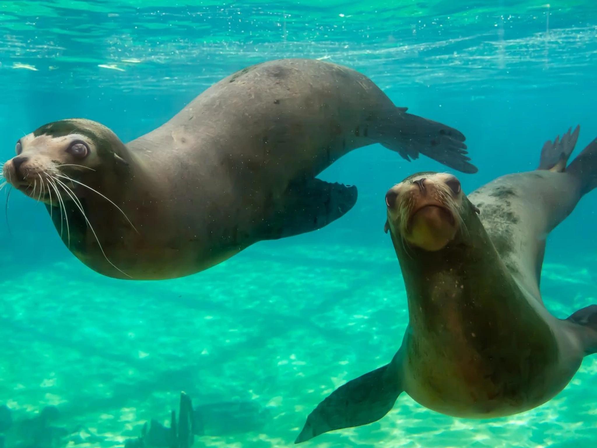 California Sea Lion
