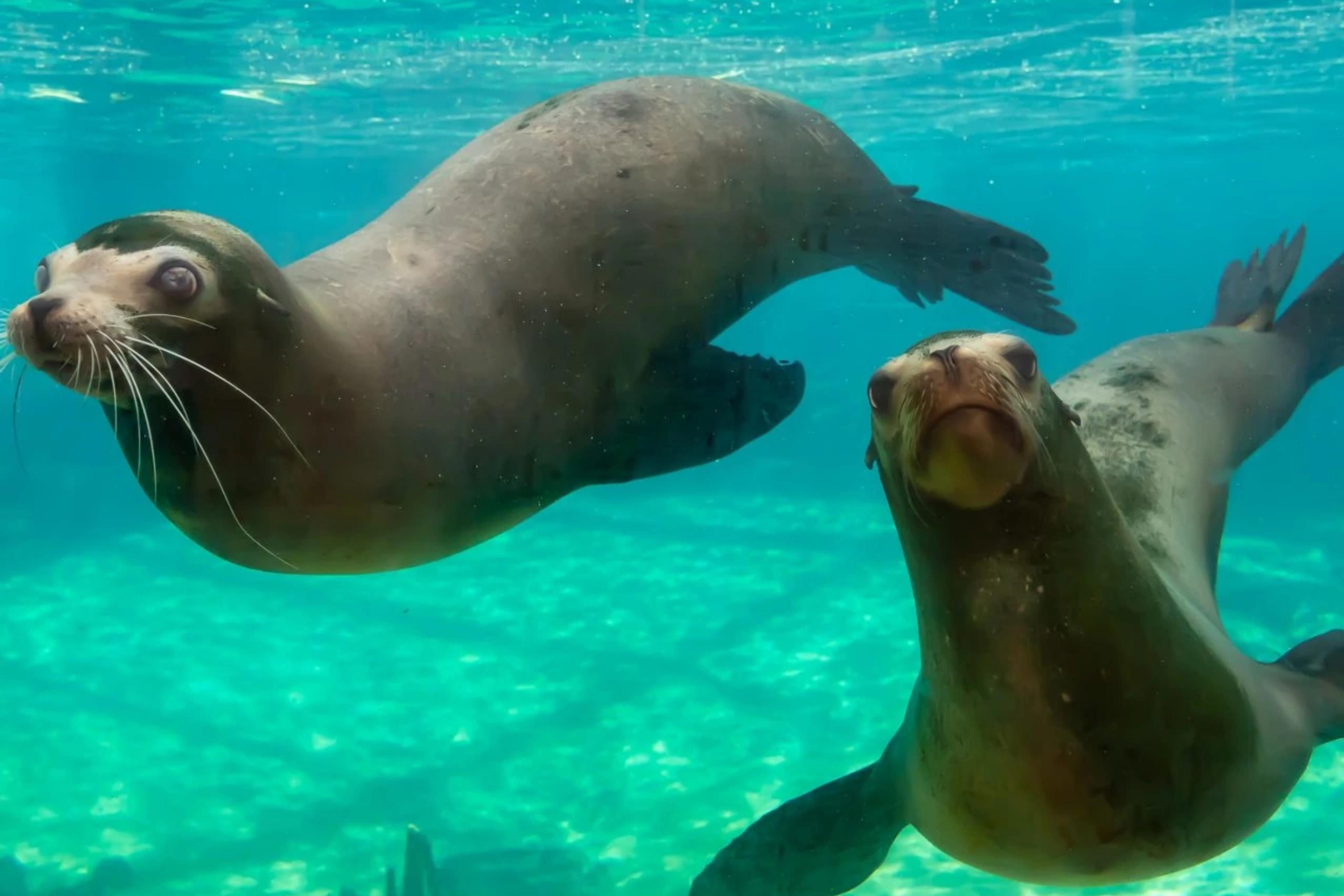 California Sea Lion
