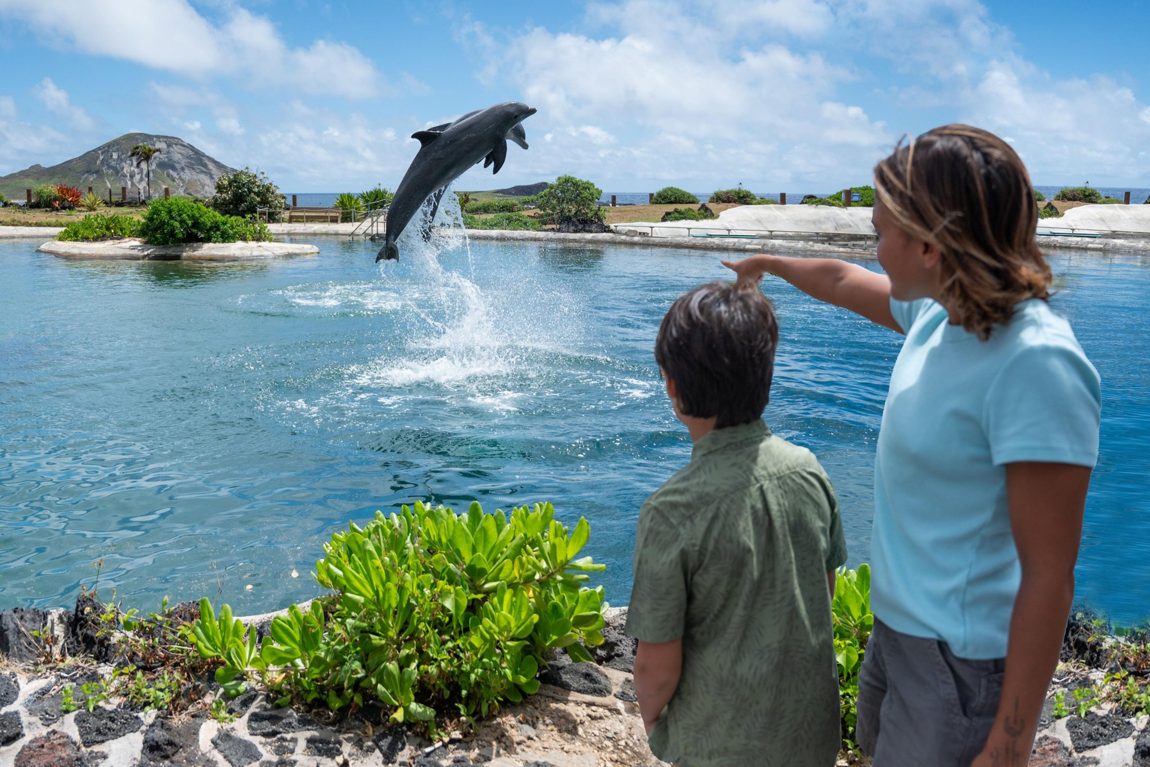 A dolphin leaping at Dolphin Lagoon as guests watch