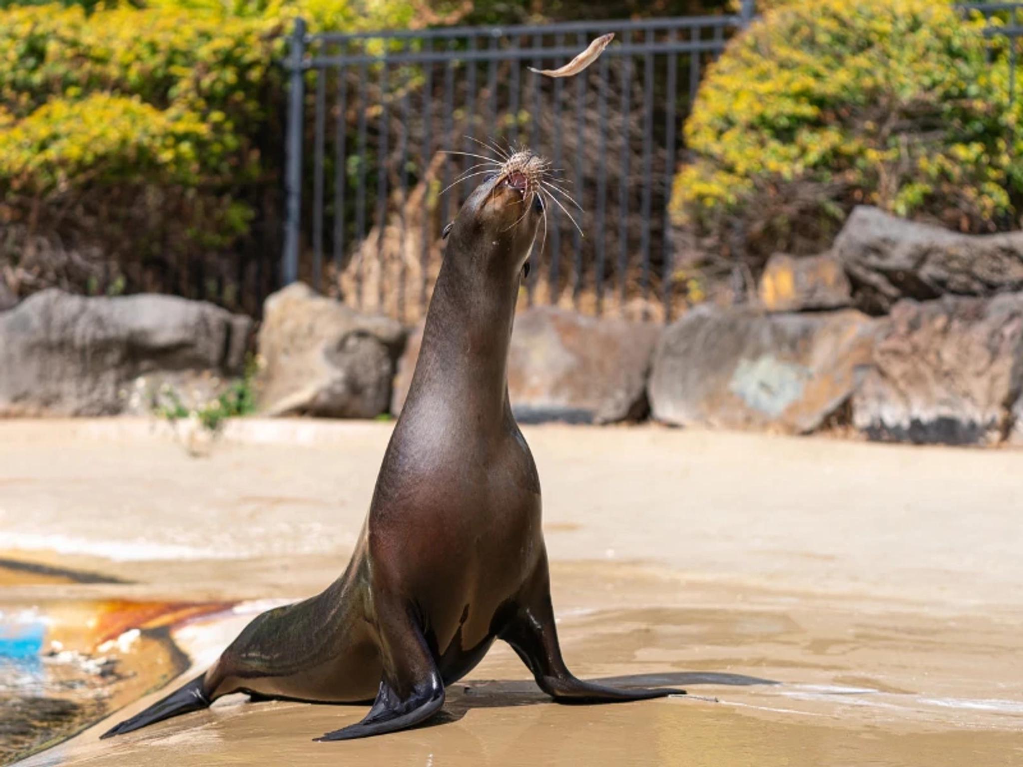 Sea Lion Encounter