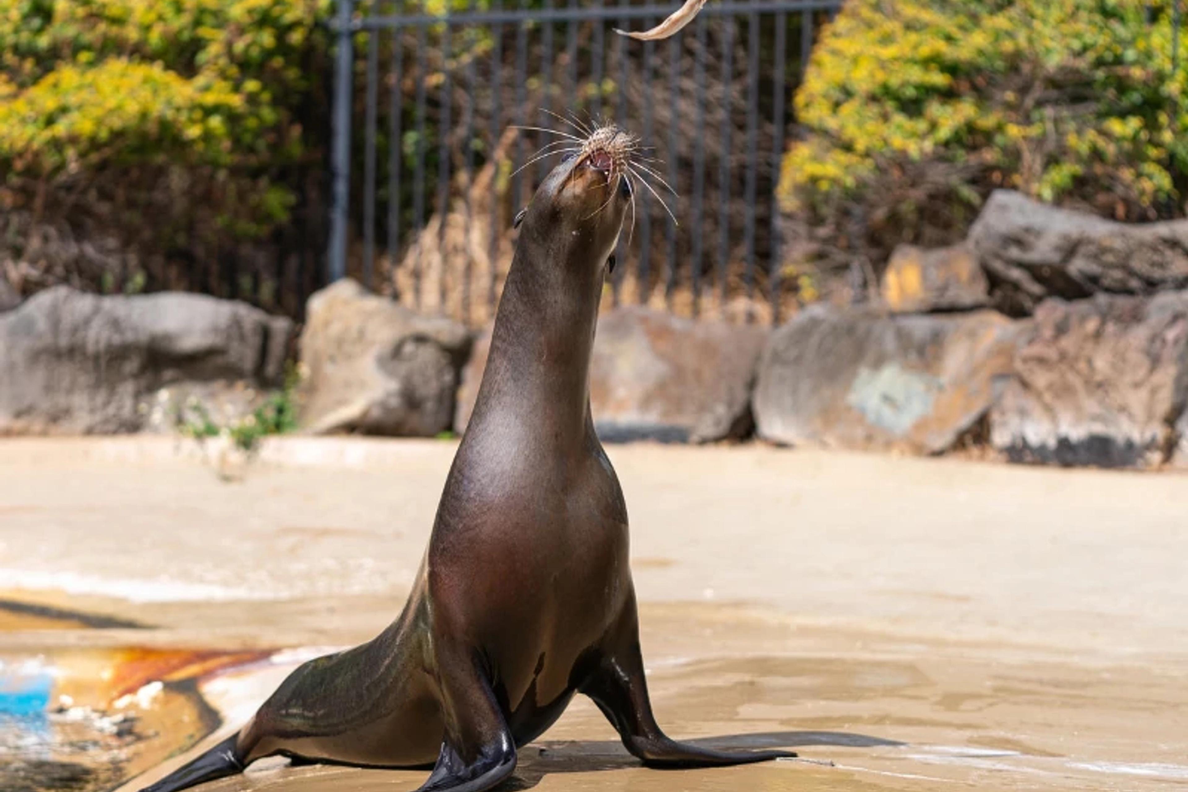 Sea Lion Encounter