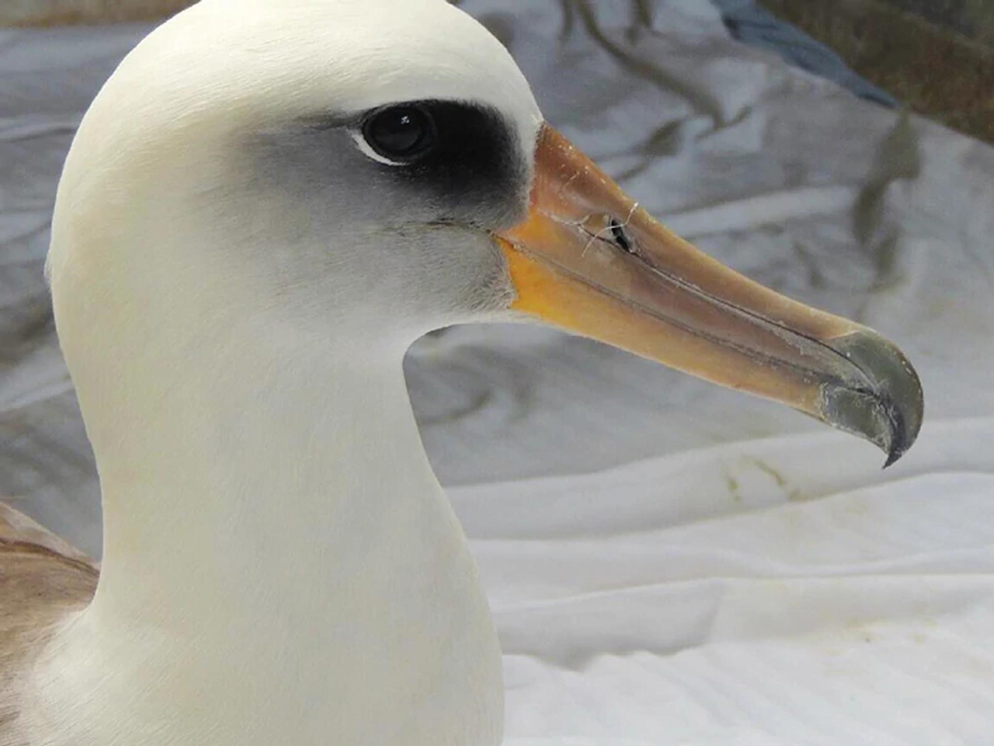 Native Seabirds