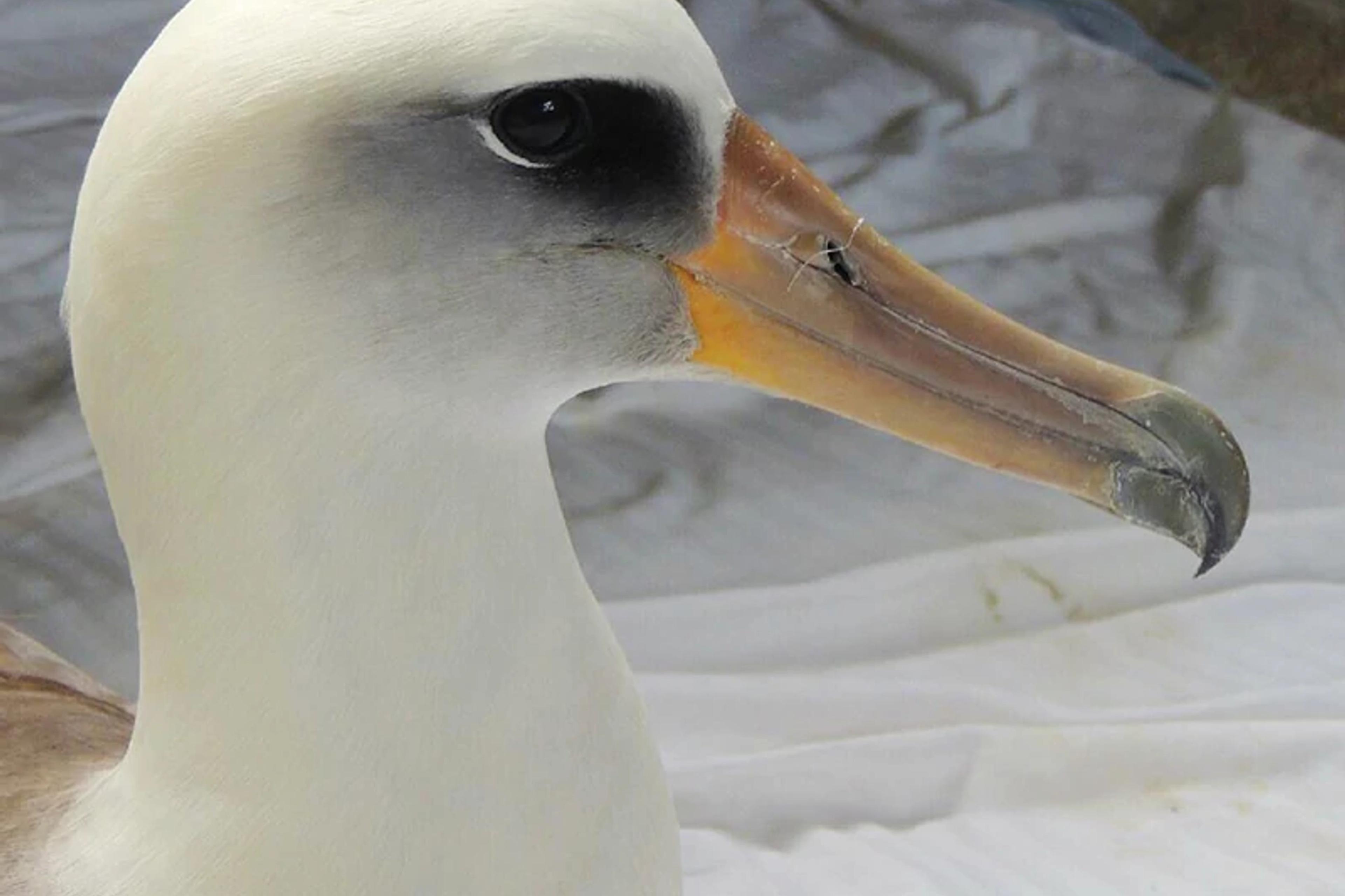 Native Seabirds