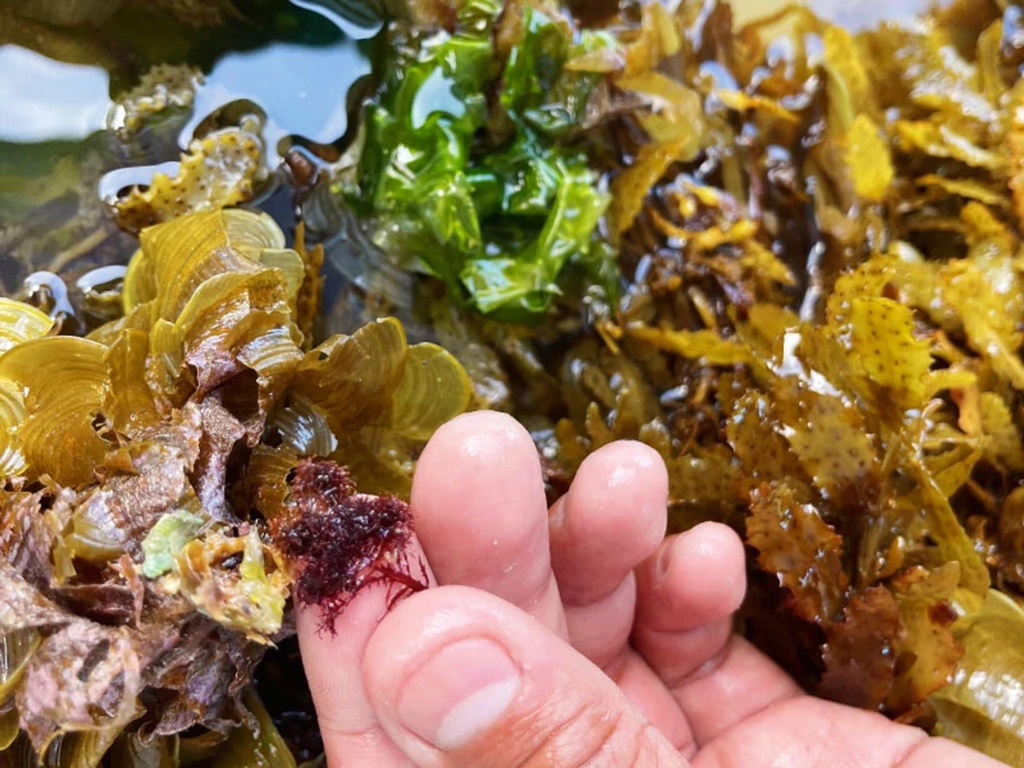 Hawaiian Seaweed Presentation