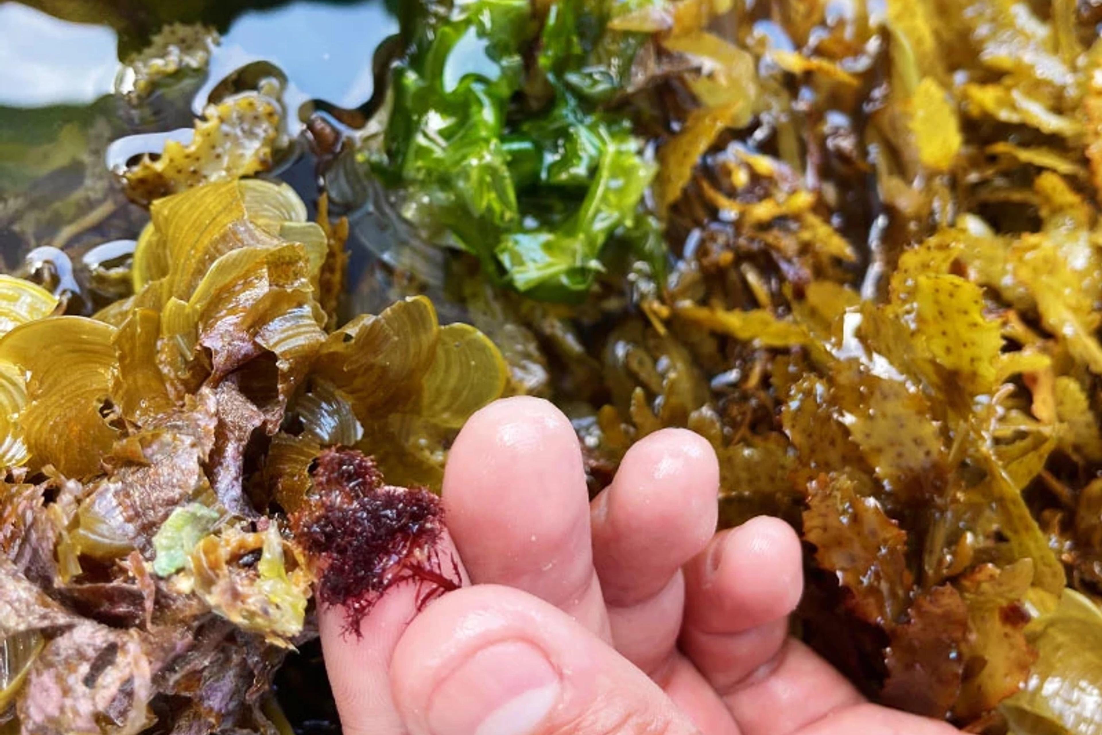 Hawaiian Seaweed Presentation
