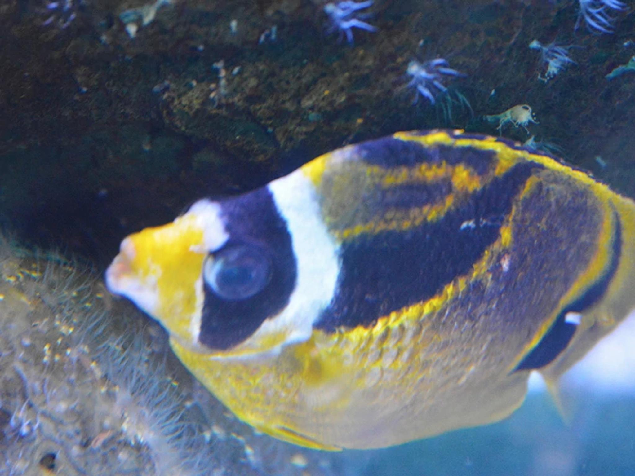 Reef Fish