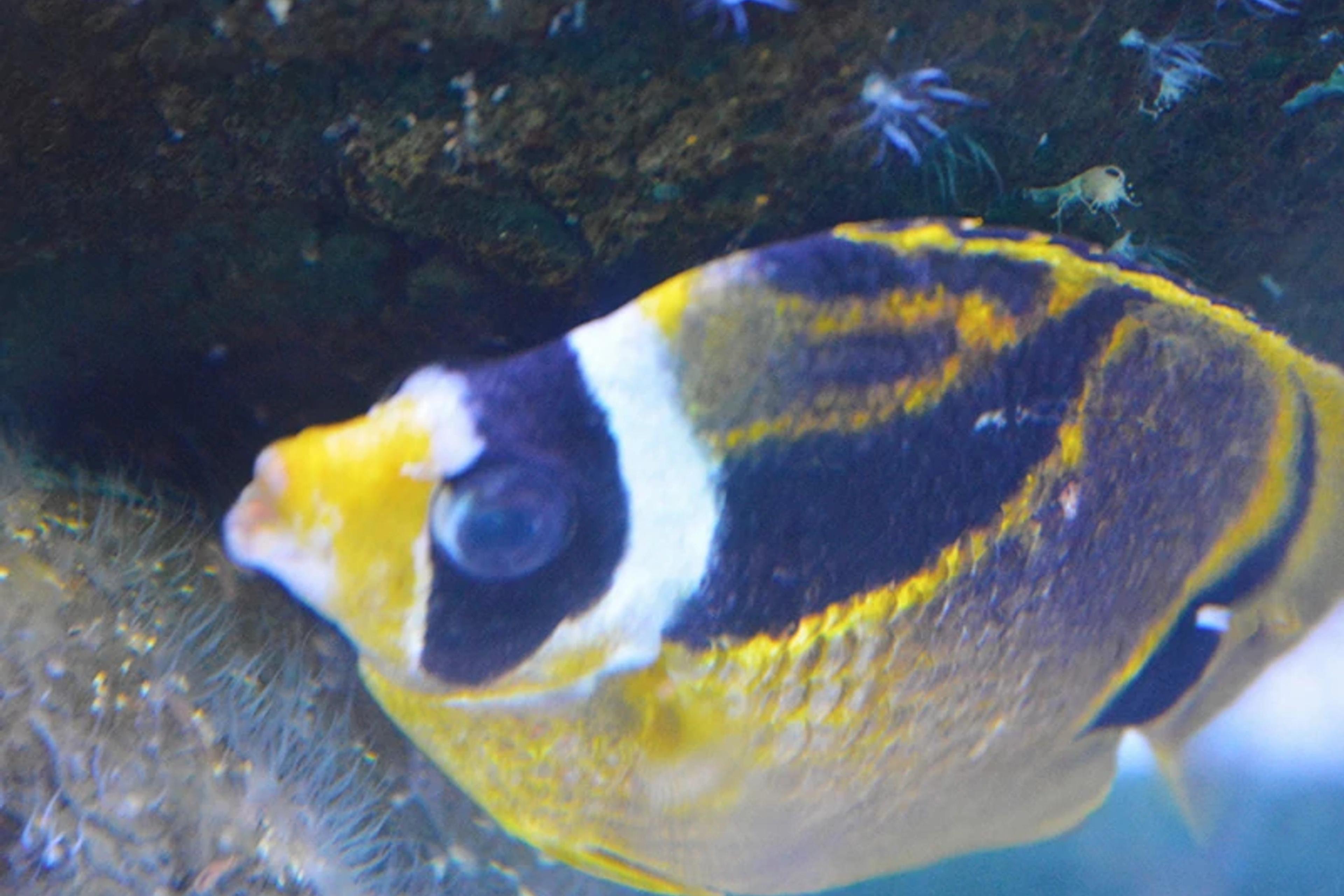 Reef Fish