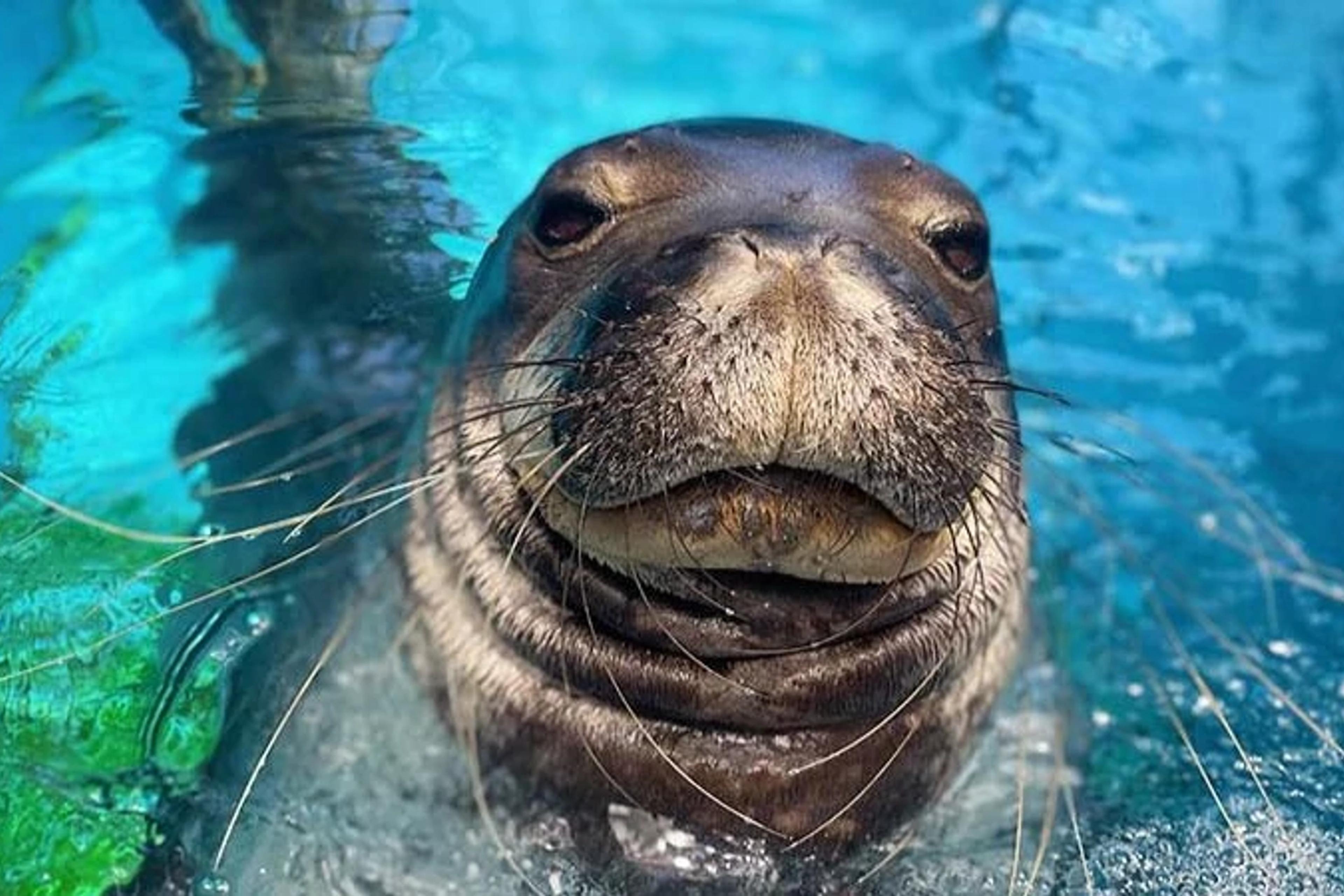 Sea lion