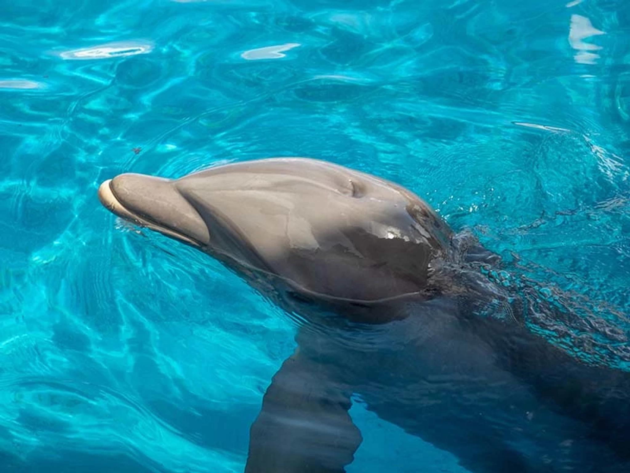Dolphin