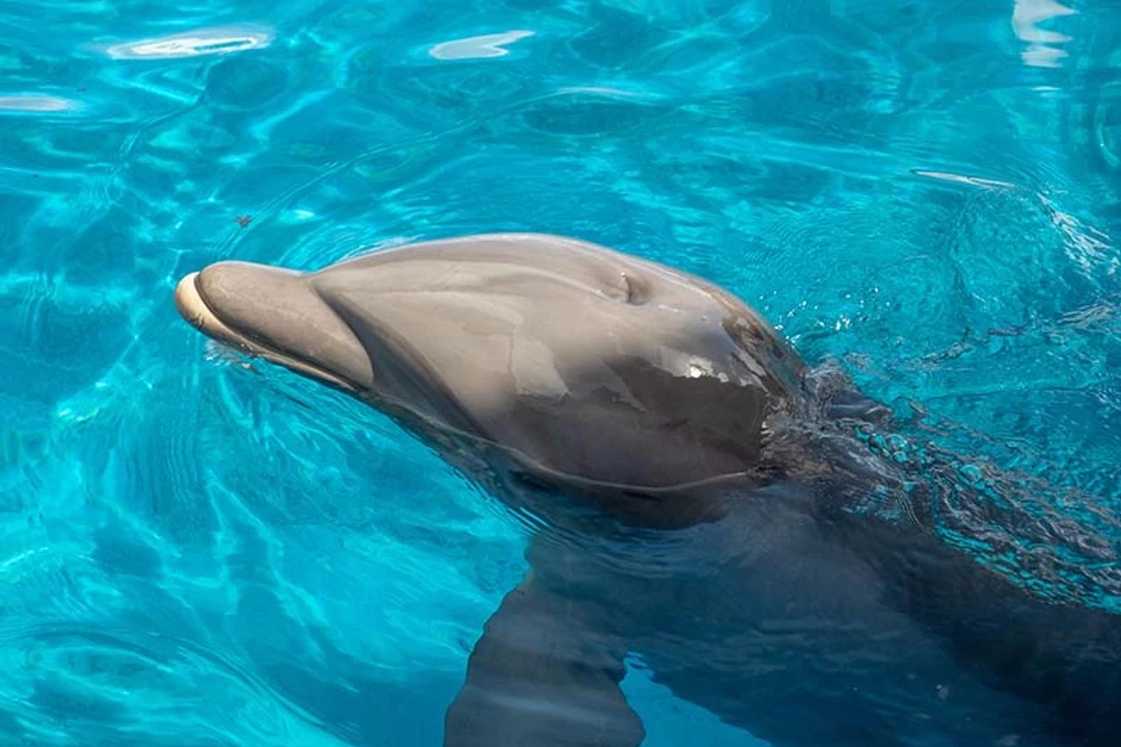 Dolphin