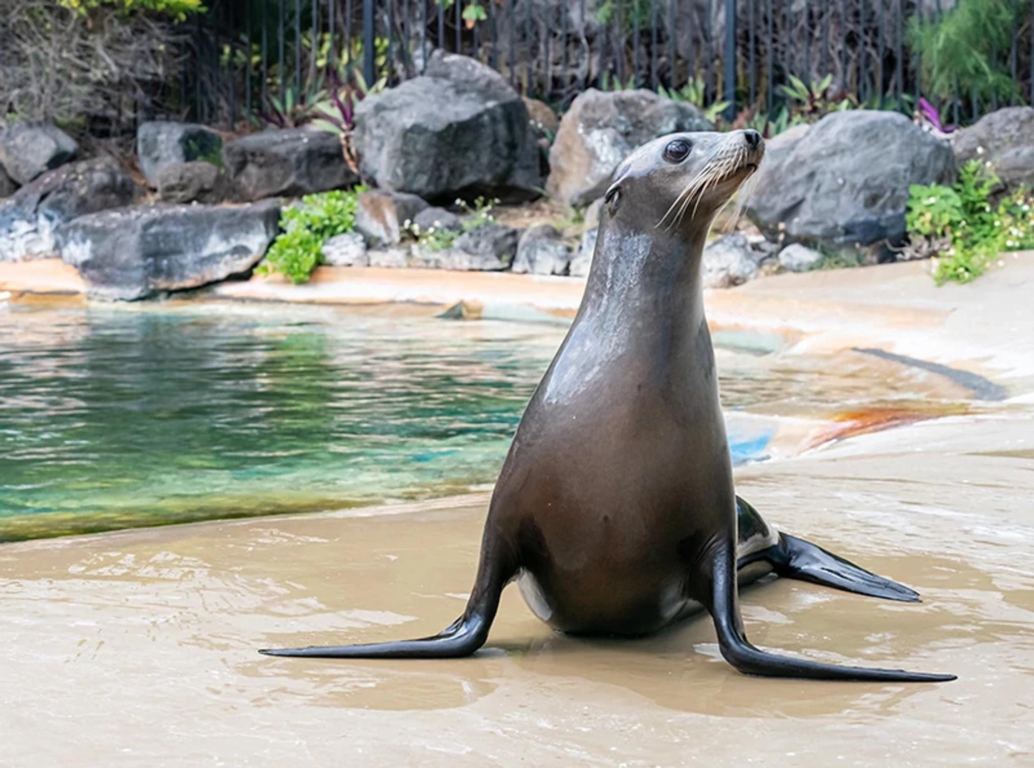 Sea Lion Presentation