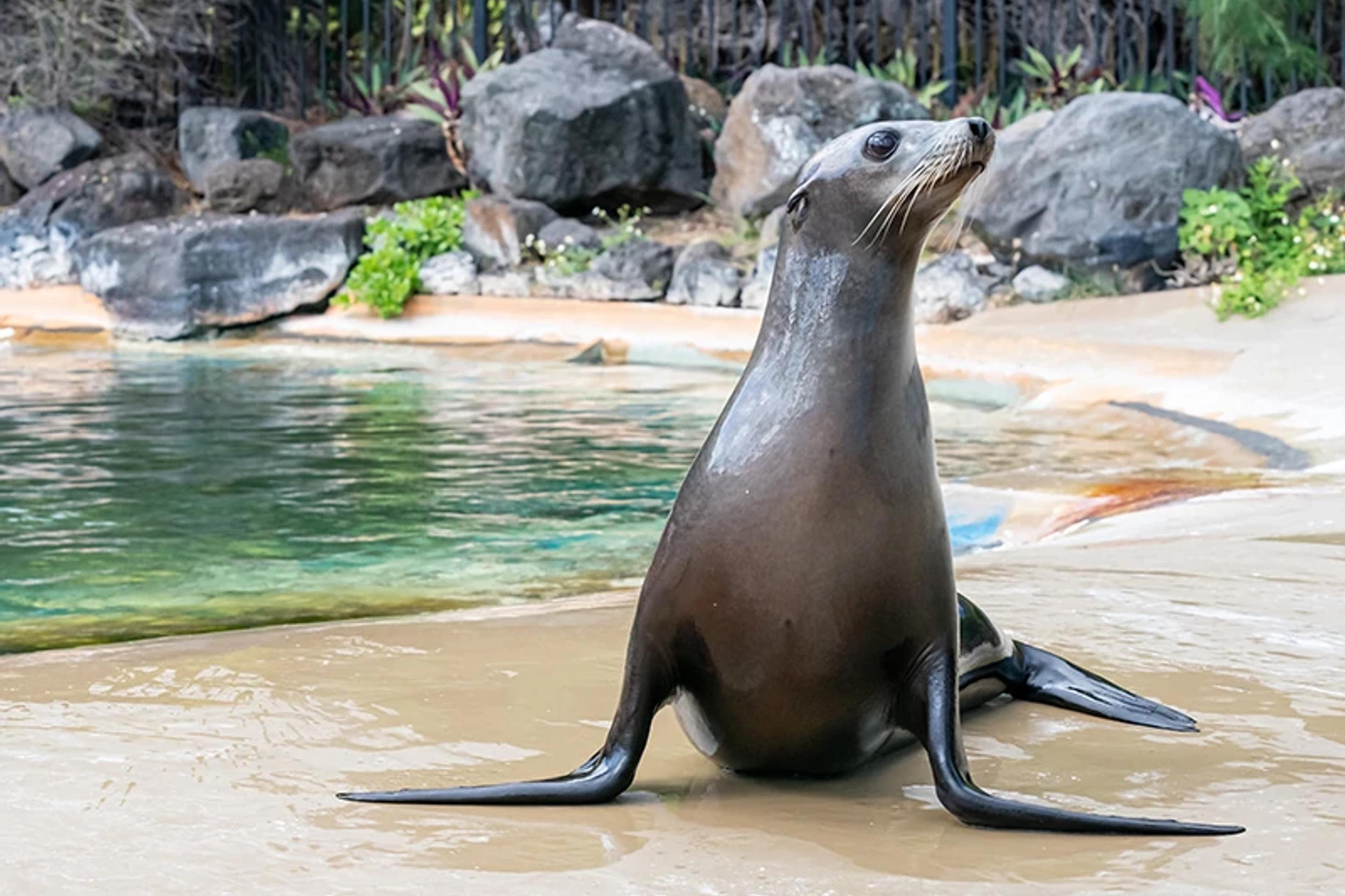 Sea Lion Presentation