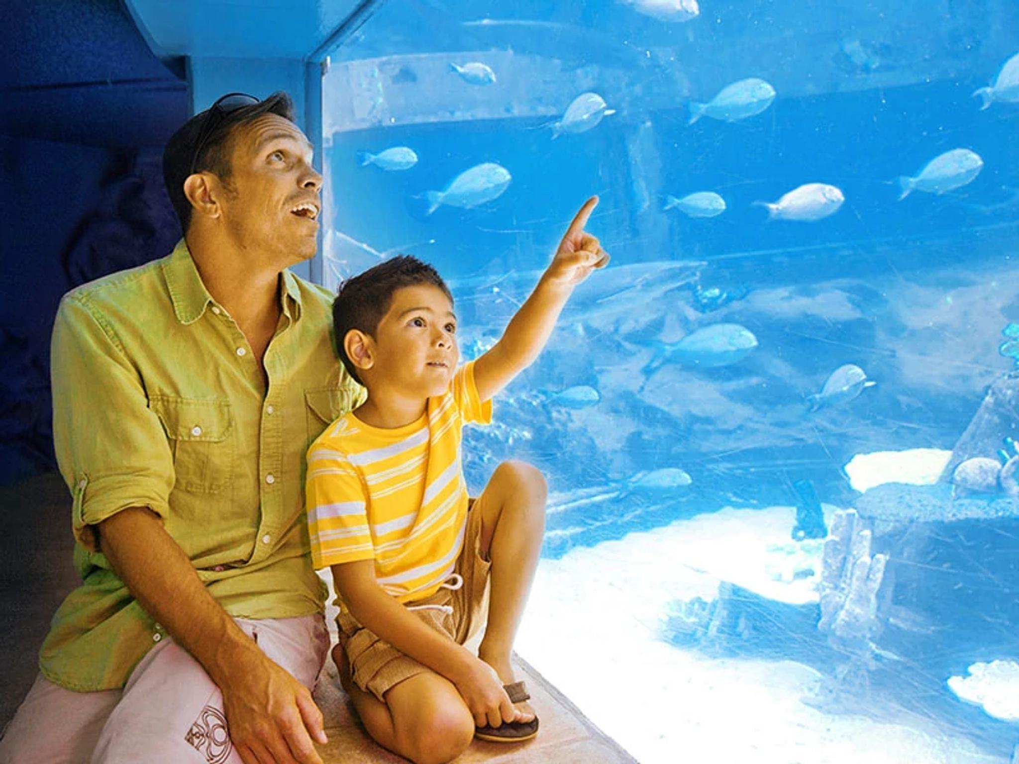 Shark Cave Feeding