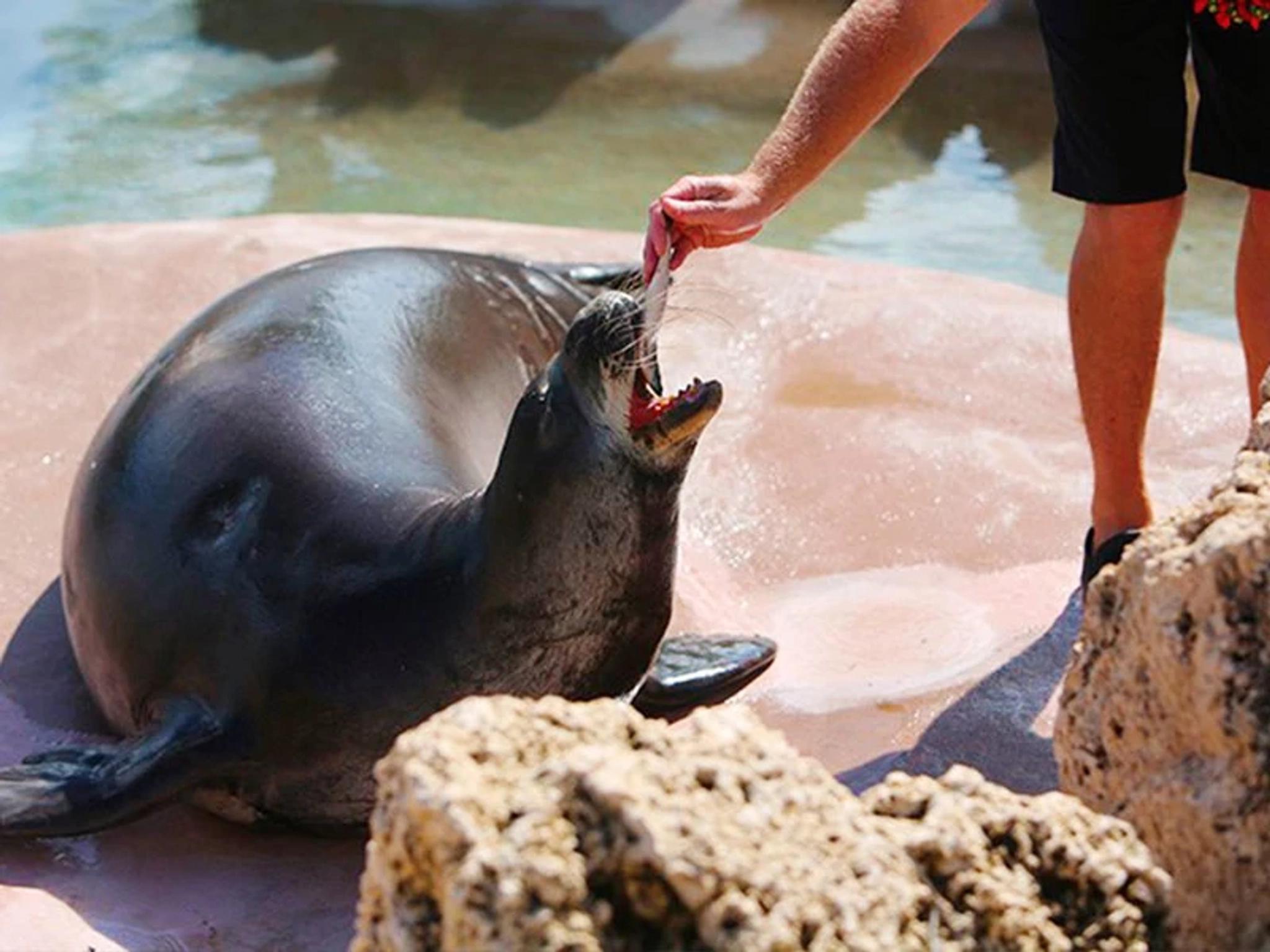 Hawaiian Monk Seal