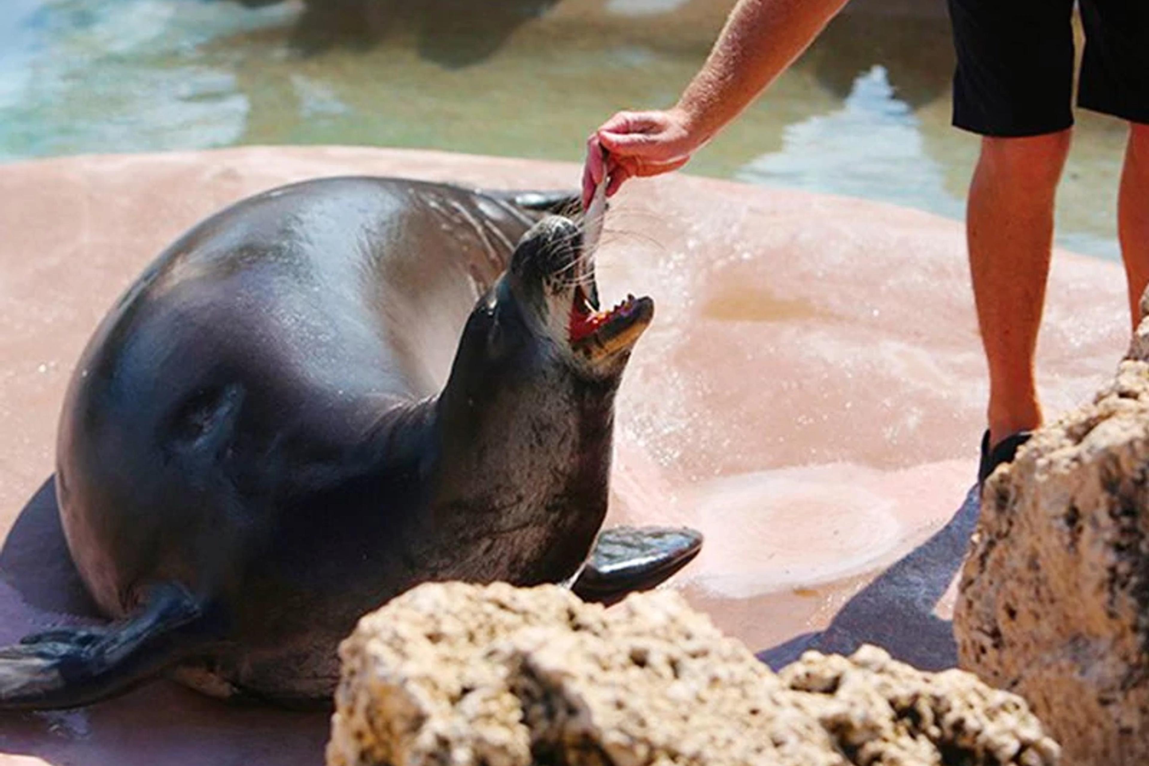 Hawaiian Monk Seal