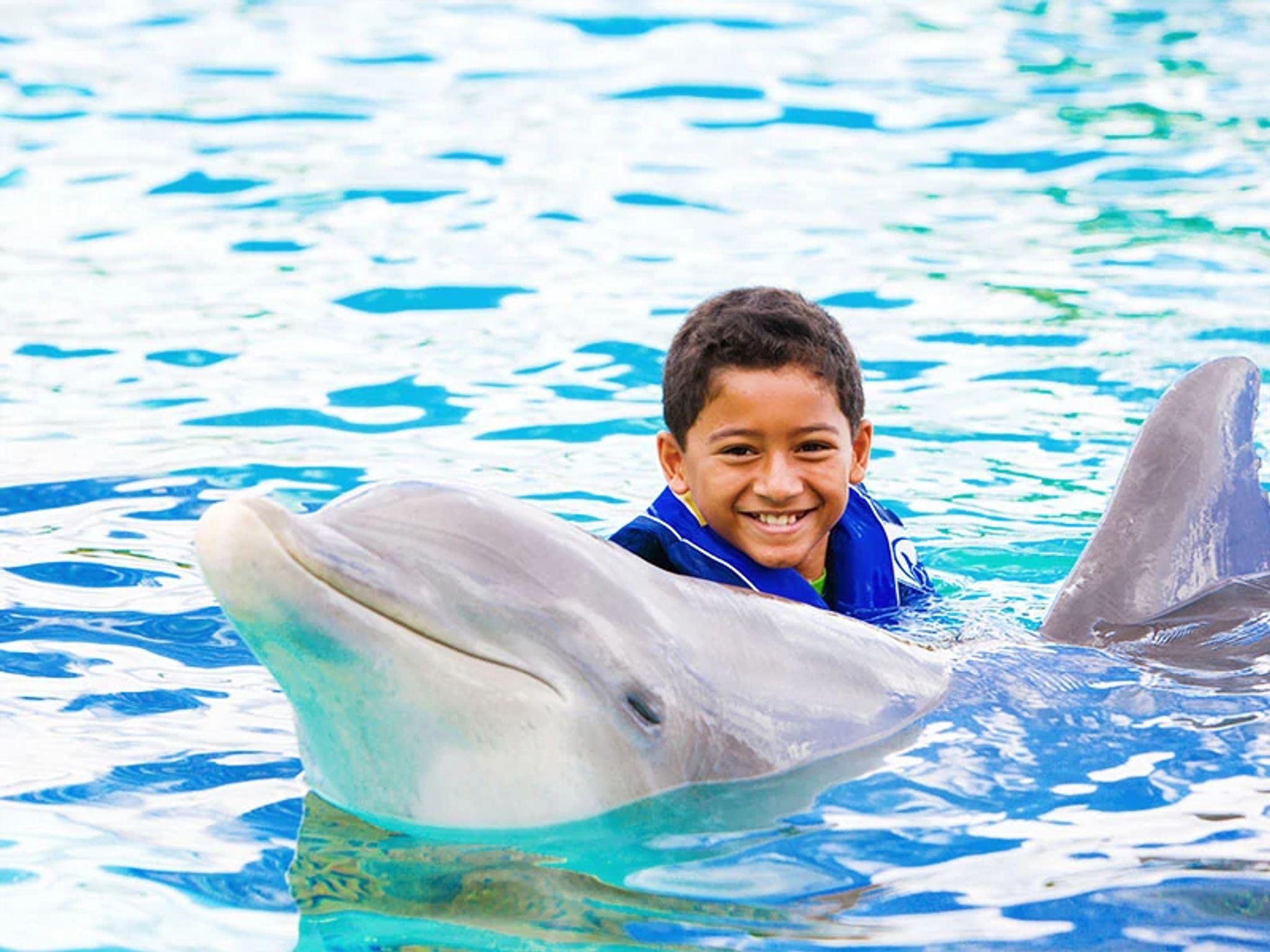 Dolphins