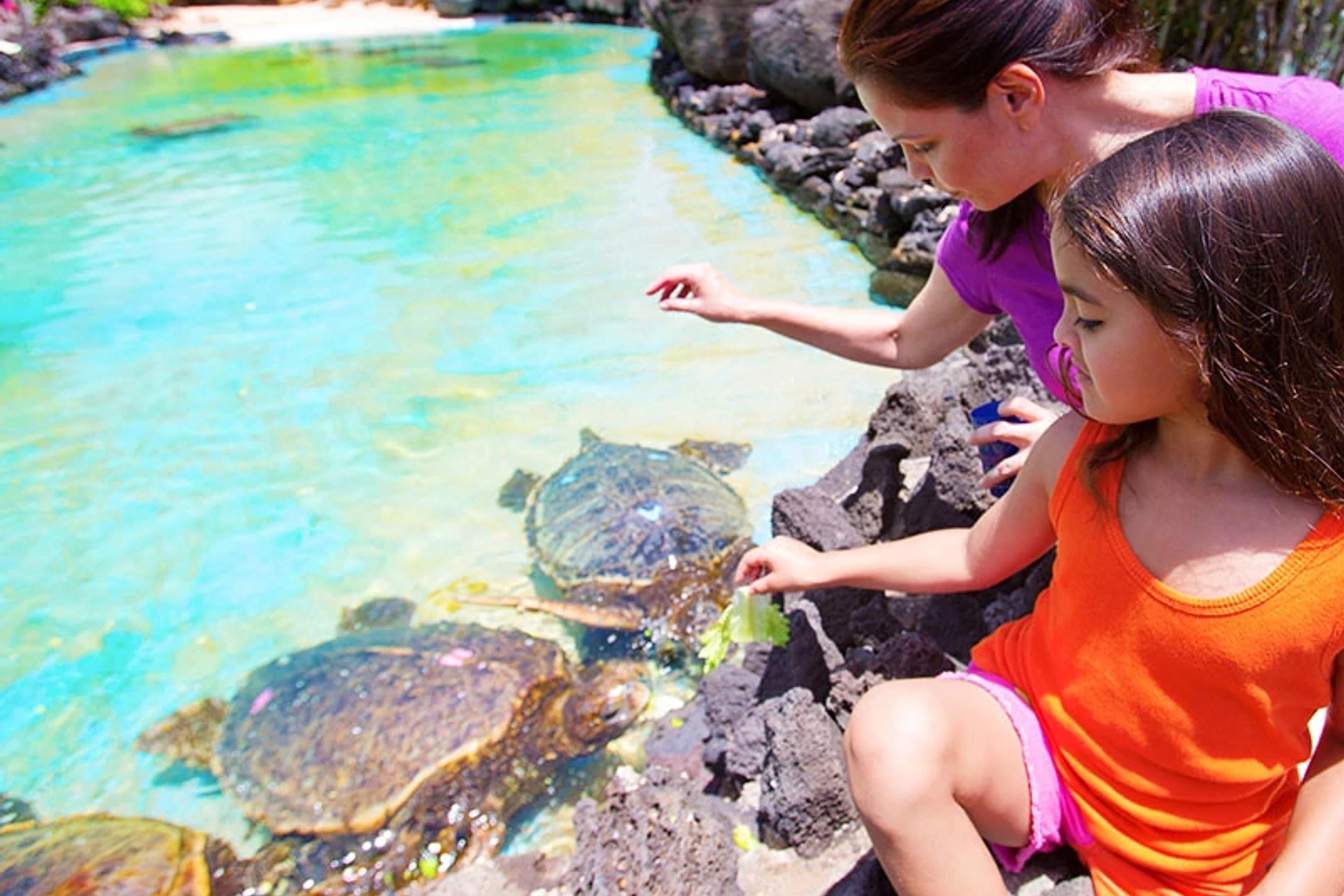 Sea Turtle