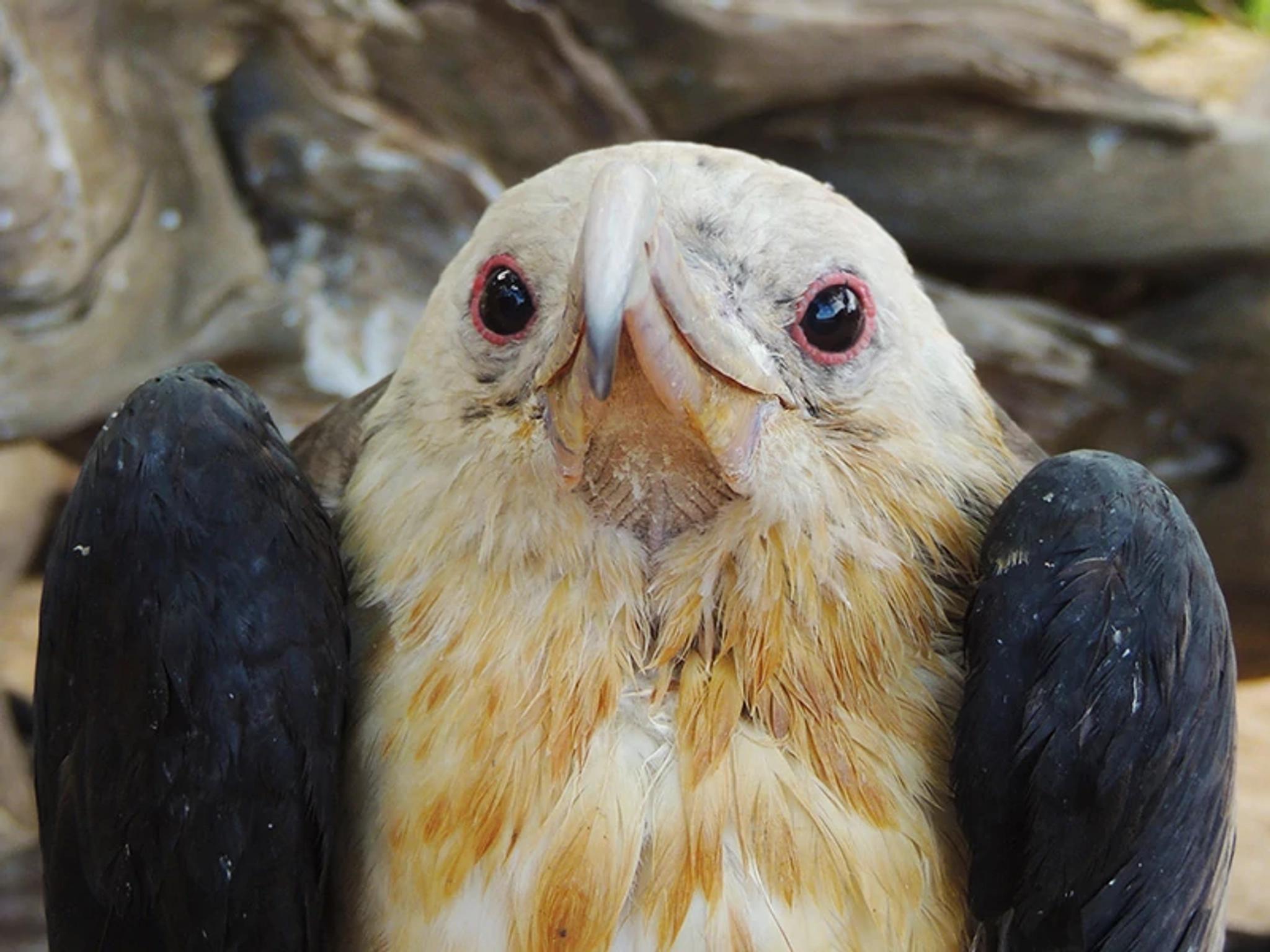 Seabird