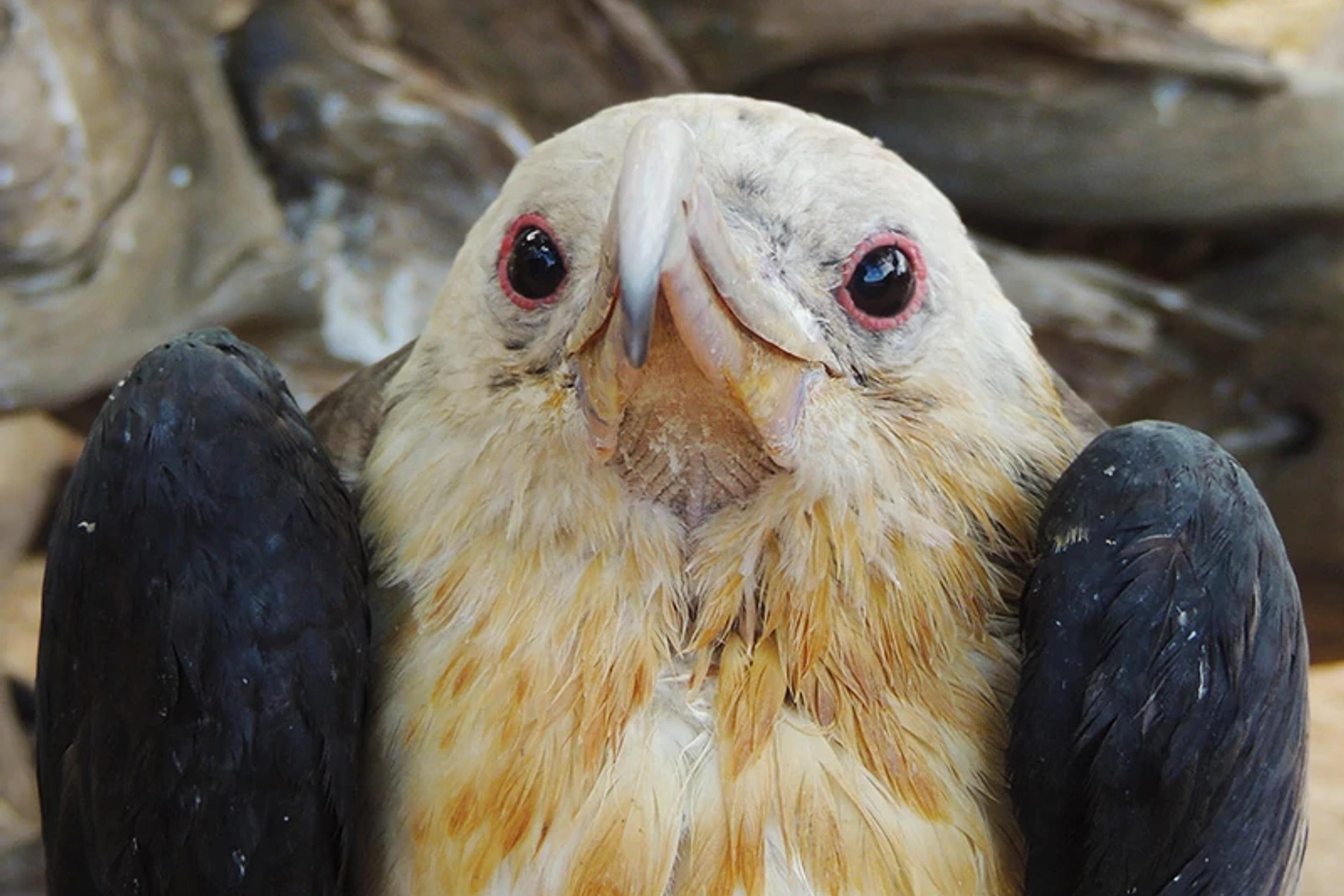 Seabird