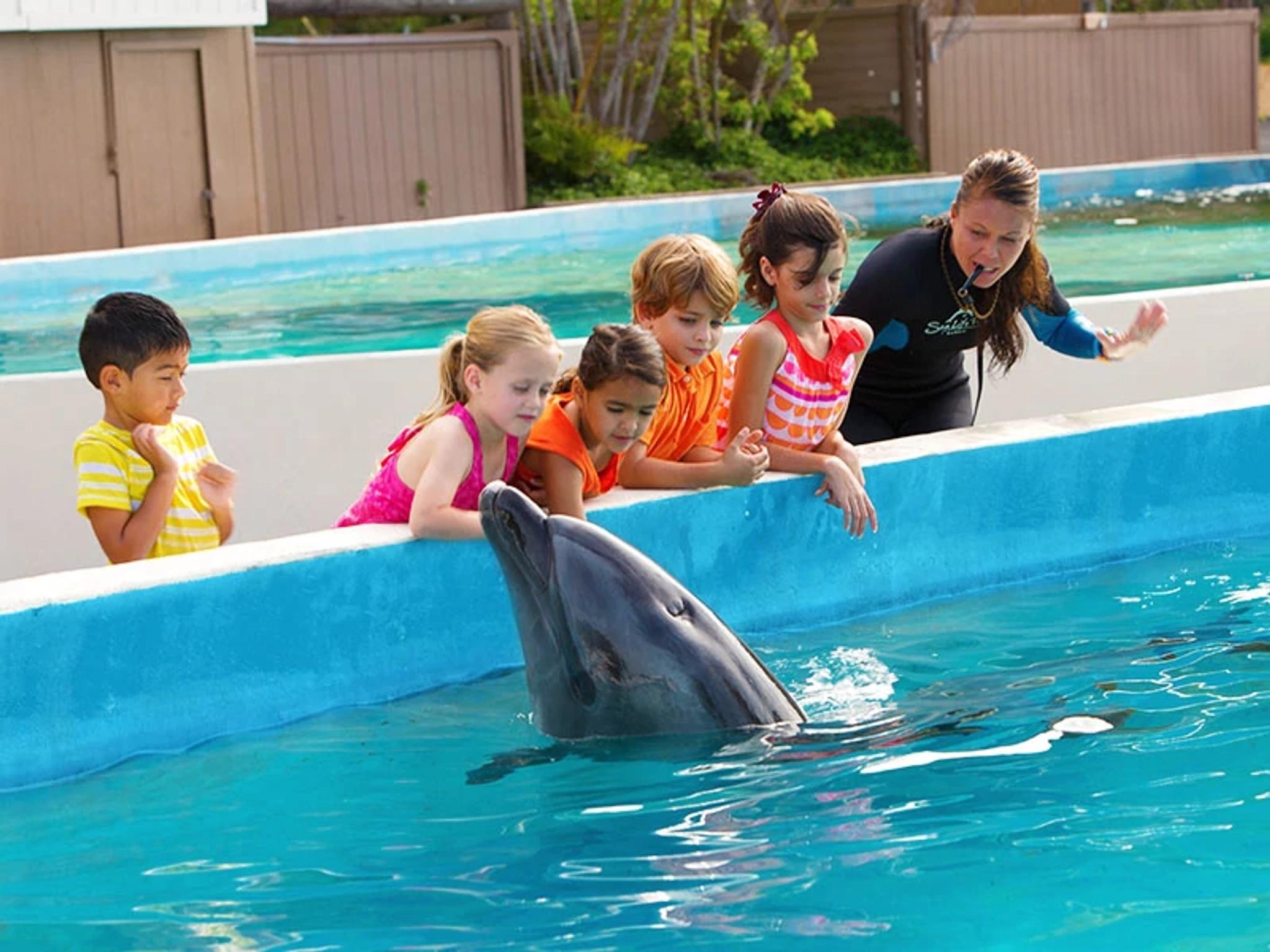 Dolphins