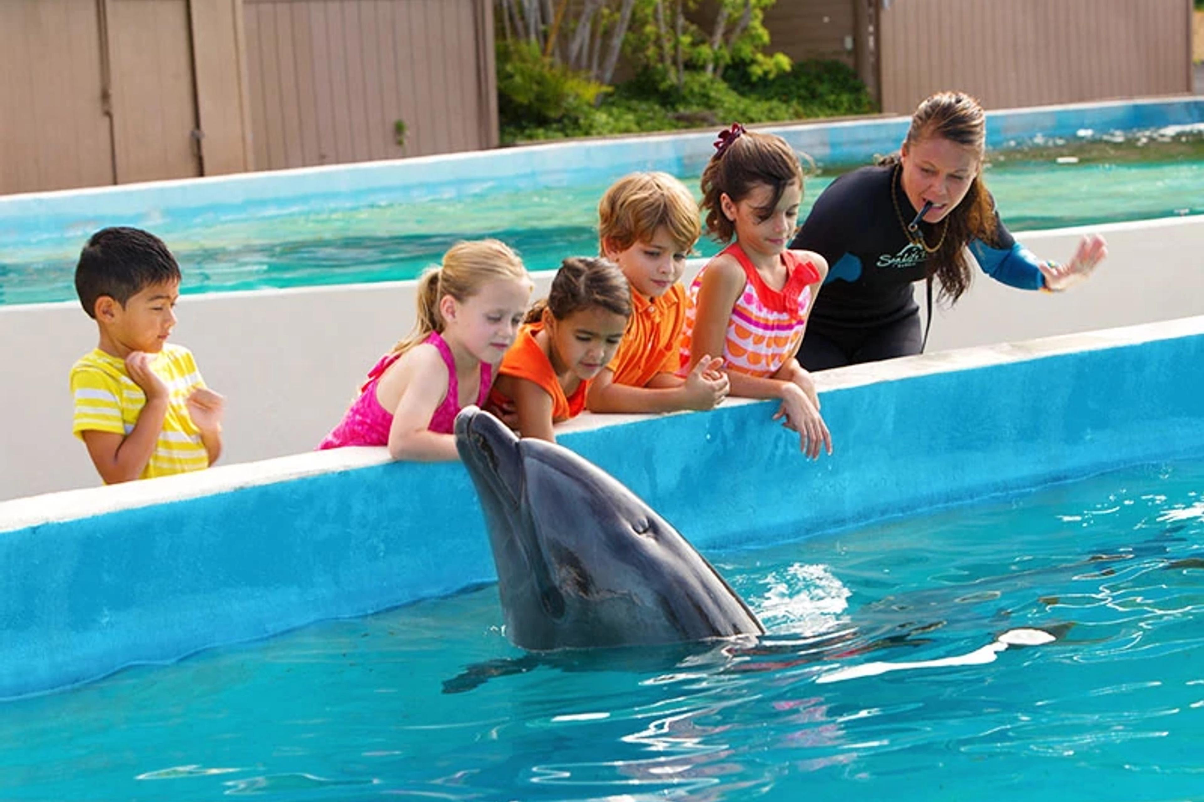 Dolphins