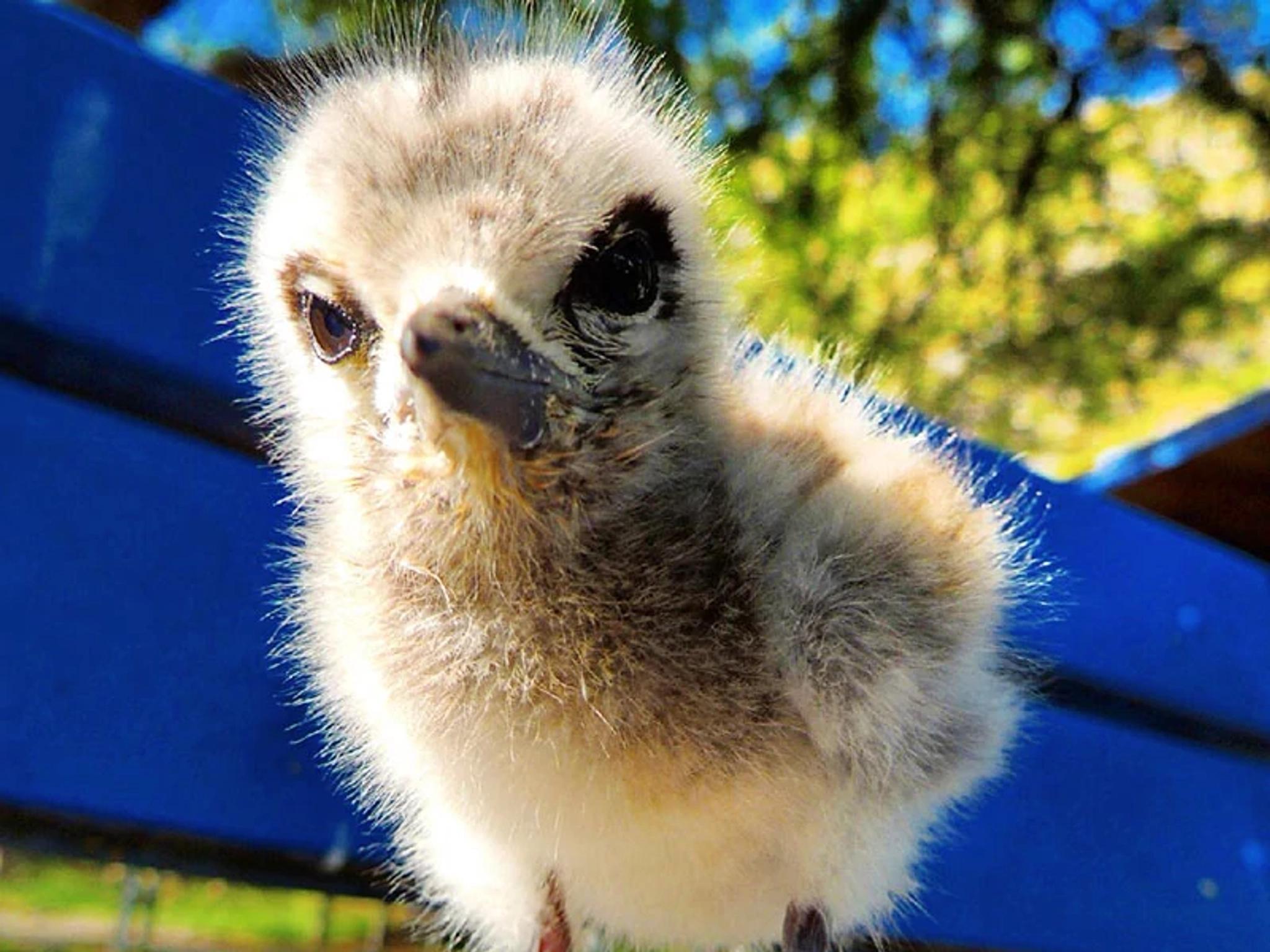 Native Seabirds