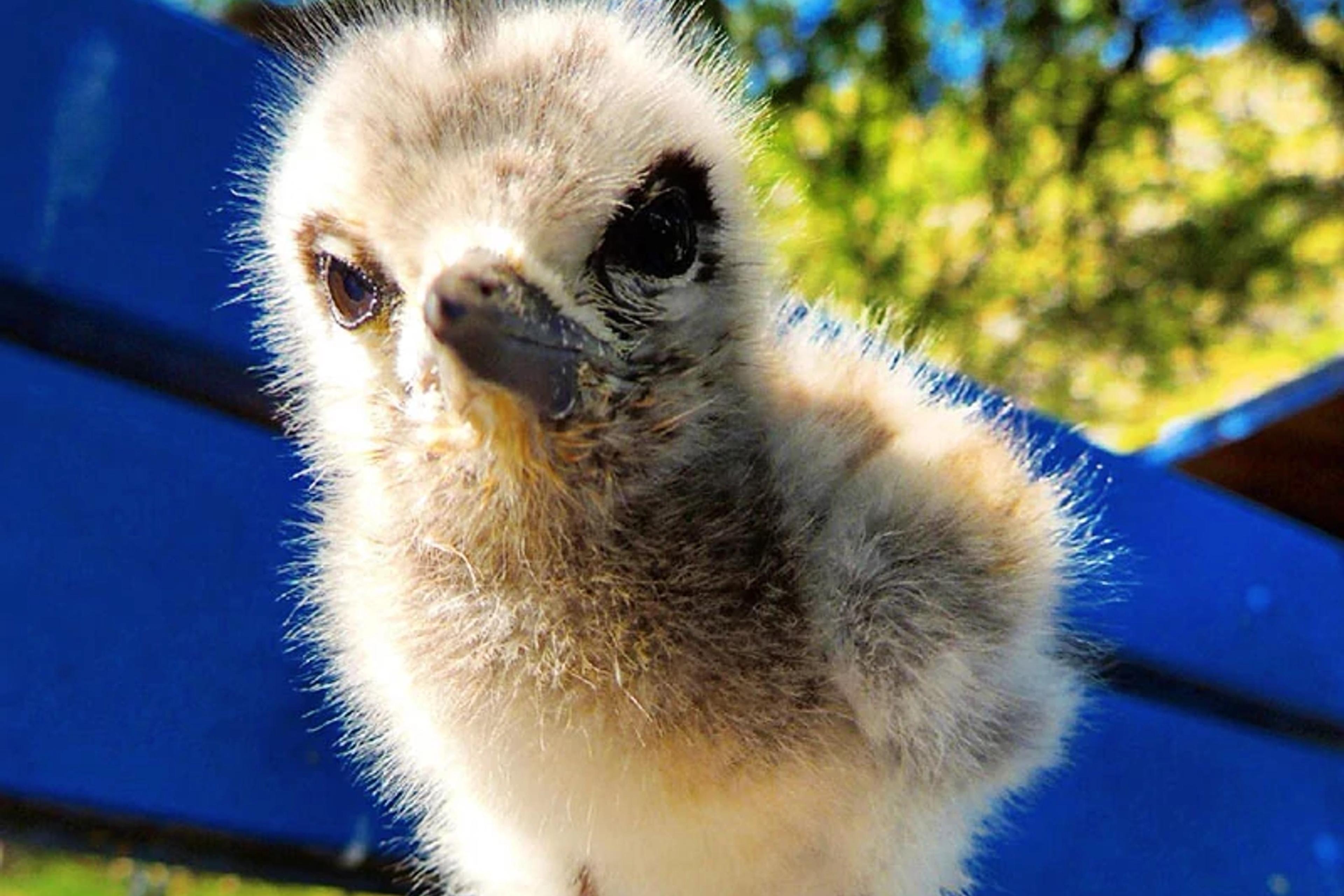 Native Seabirds