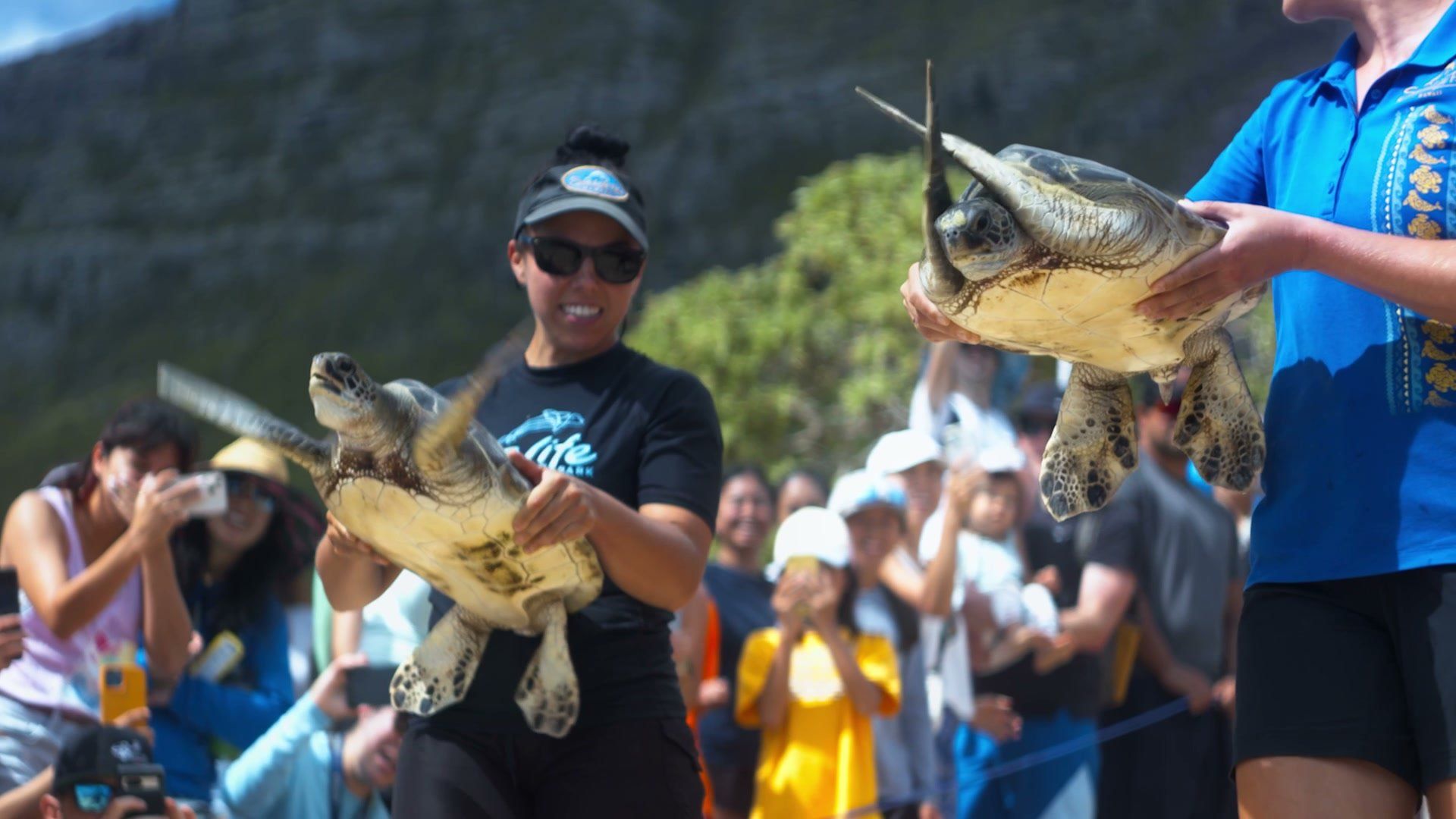 Sea Life Park staff carrying rehabilitated green sea turtles to the shore for release as the community looks on